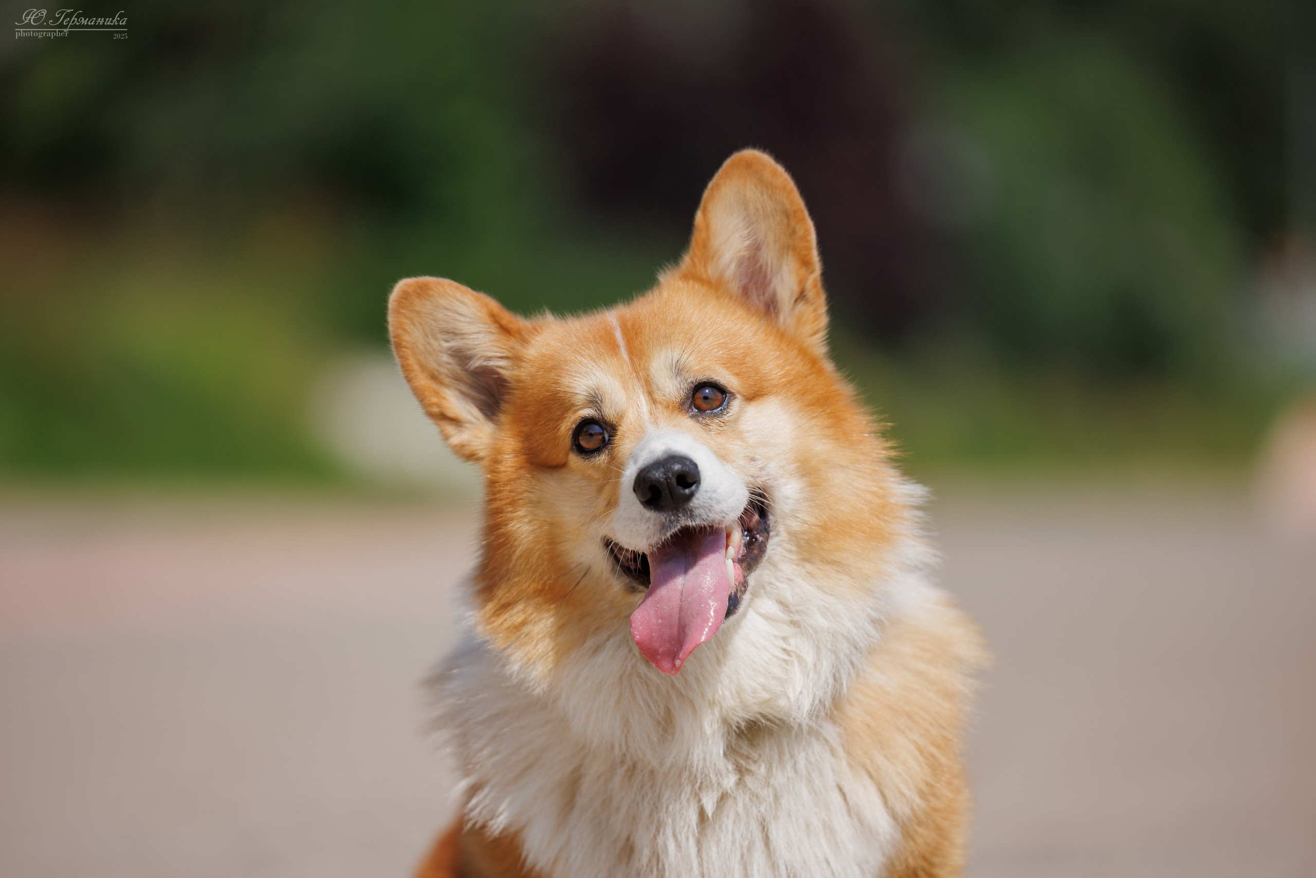 Фотосет Бригада УХ)). Фотограф-анималист Юлия Германика