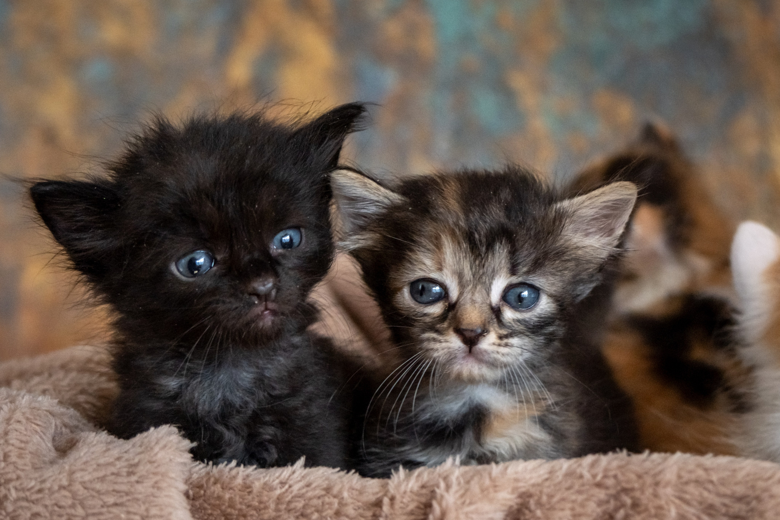 Котята для Дианы. Зоофотограф, фотограф животных в Москве и области Дина Дамоцева