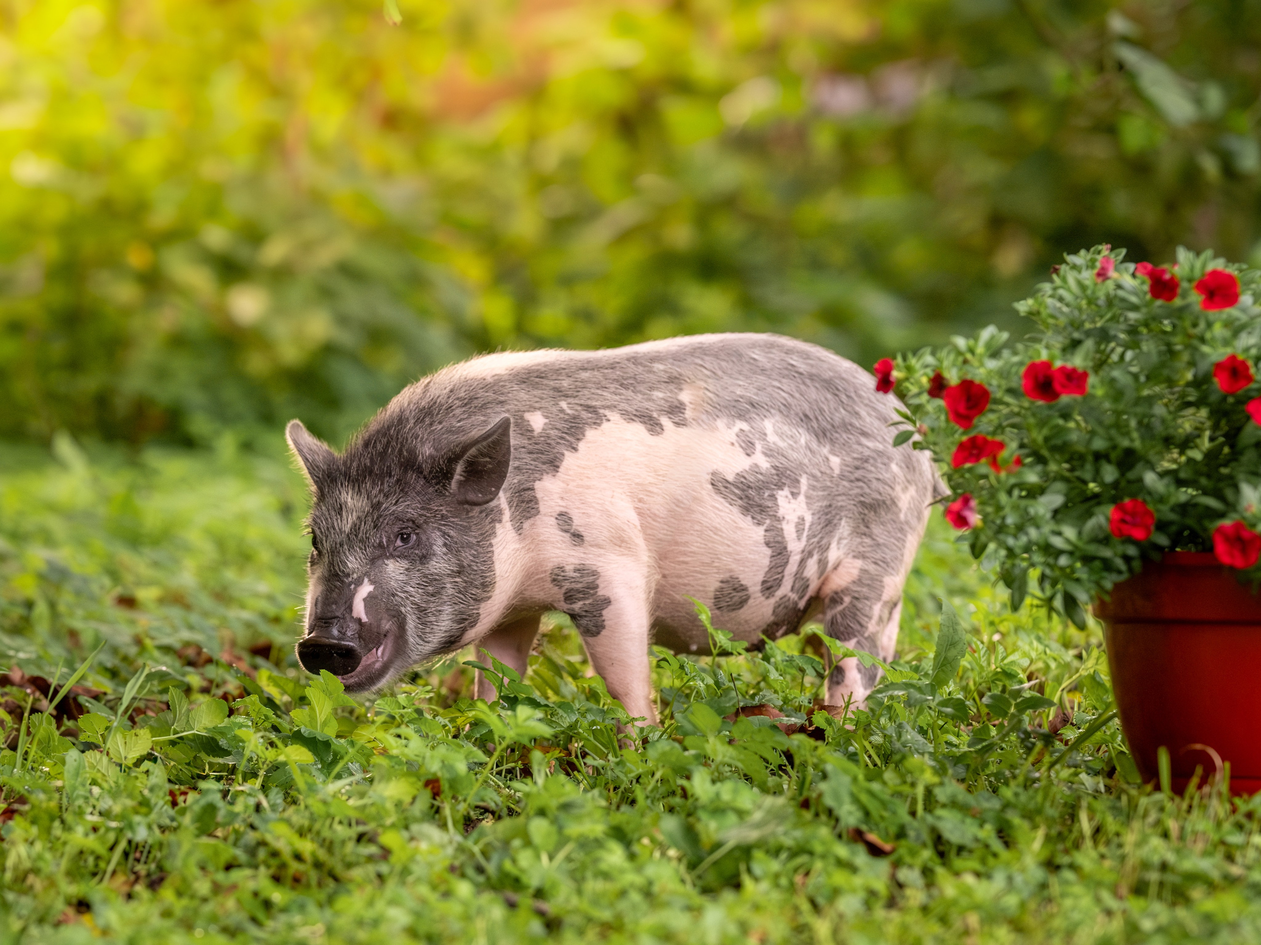 Минипиги для Марины. Зоофотограф, фотограф животных в Москве и области Дина Дамоцева