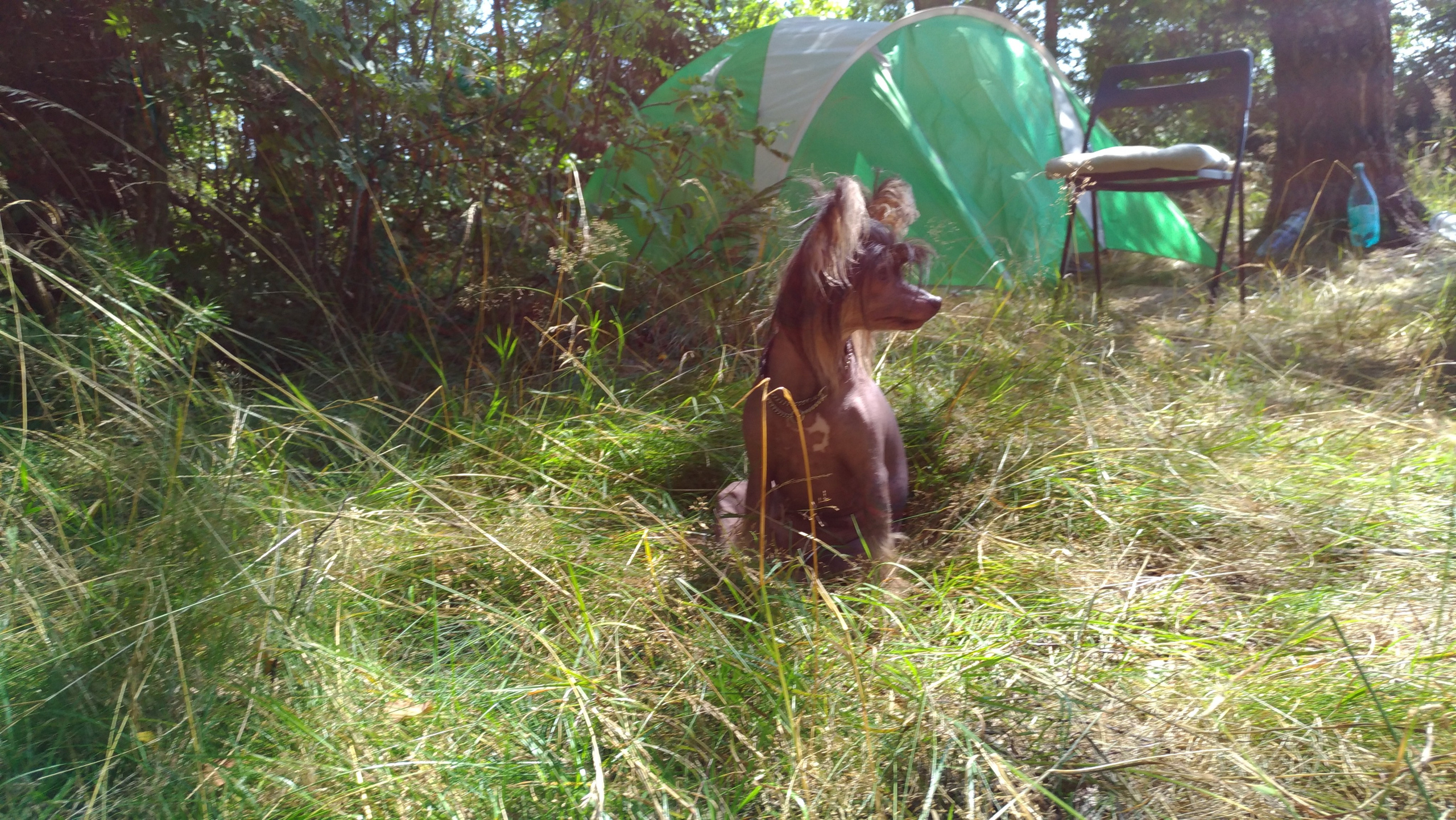 Hike to Konakovo. Poale Ell Chinese Crested Dog Kennel: Buy a puppy from the kennel