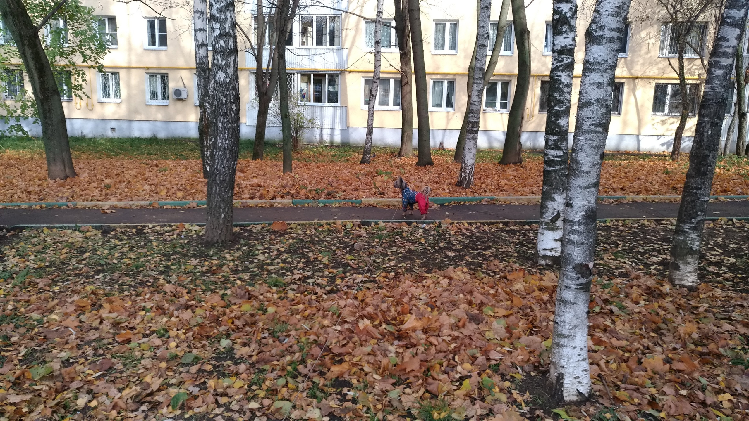 Адам на прогулке. Питомник китайских хохлатых собак Poale Ell: купить щенка