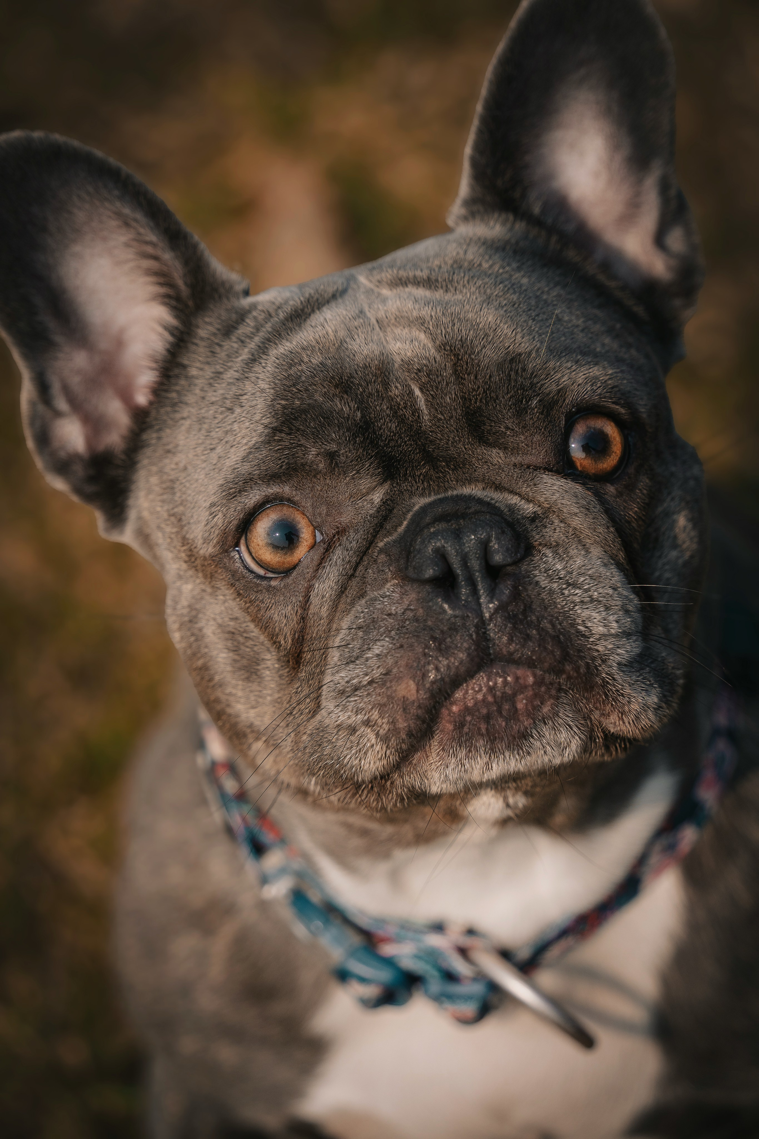 «Булочный» Фото день. Семейный фотограф анималист г. Находка