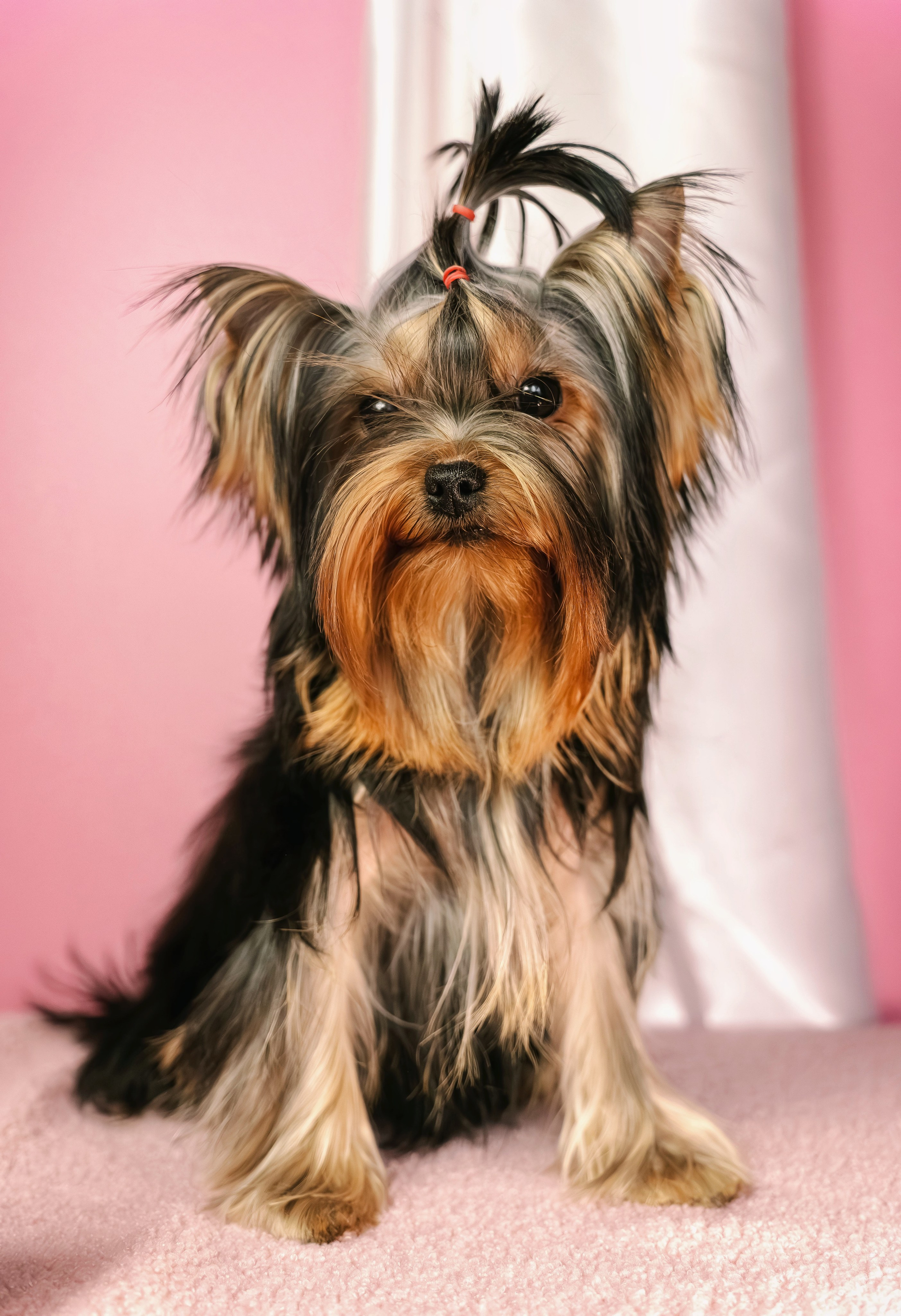 Малышка йорк Никуша. Семейный фотограф анималист г. Находка