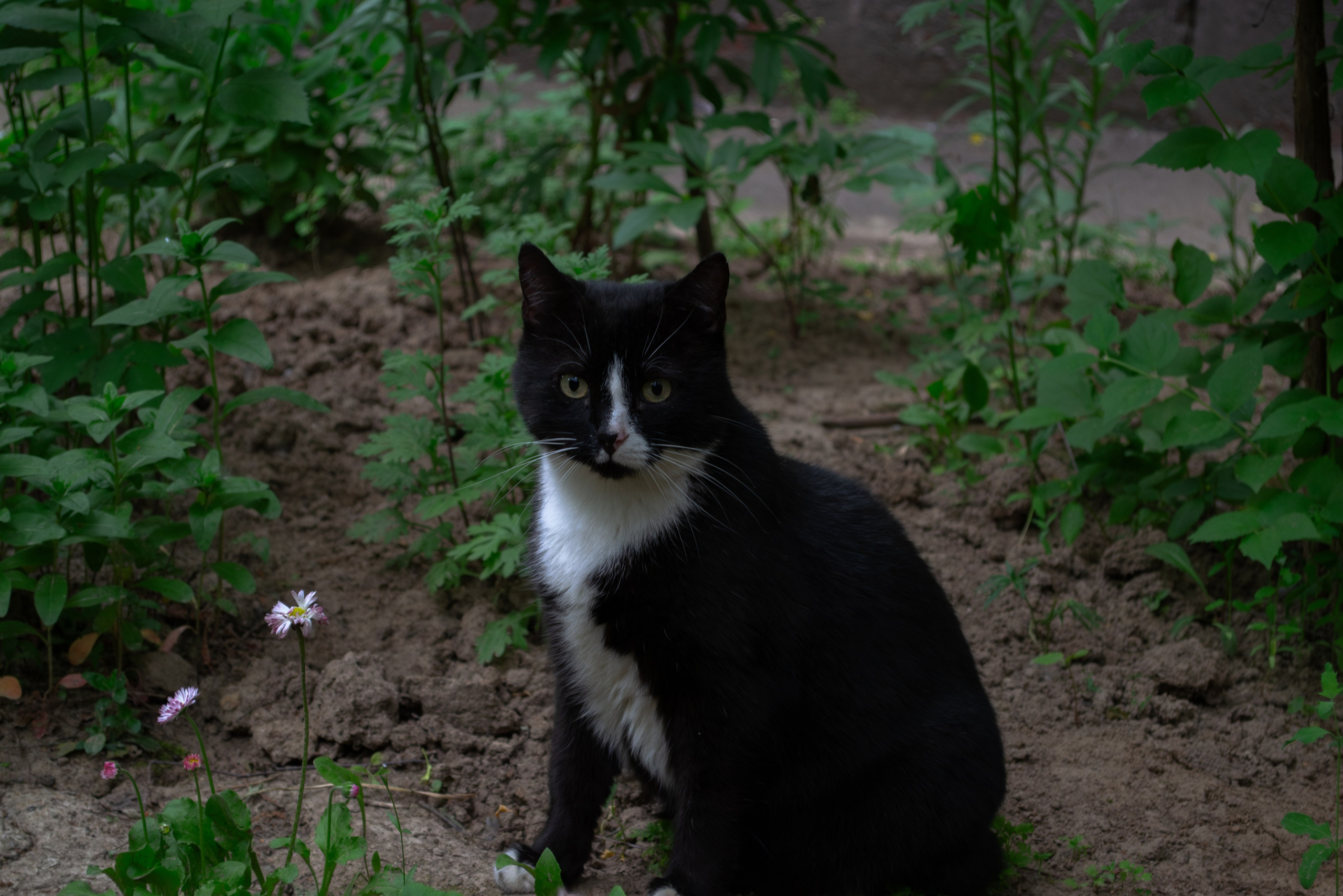 Cats.1. Dumshap | думшап