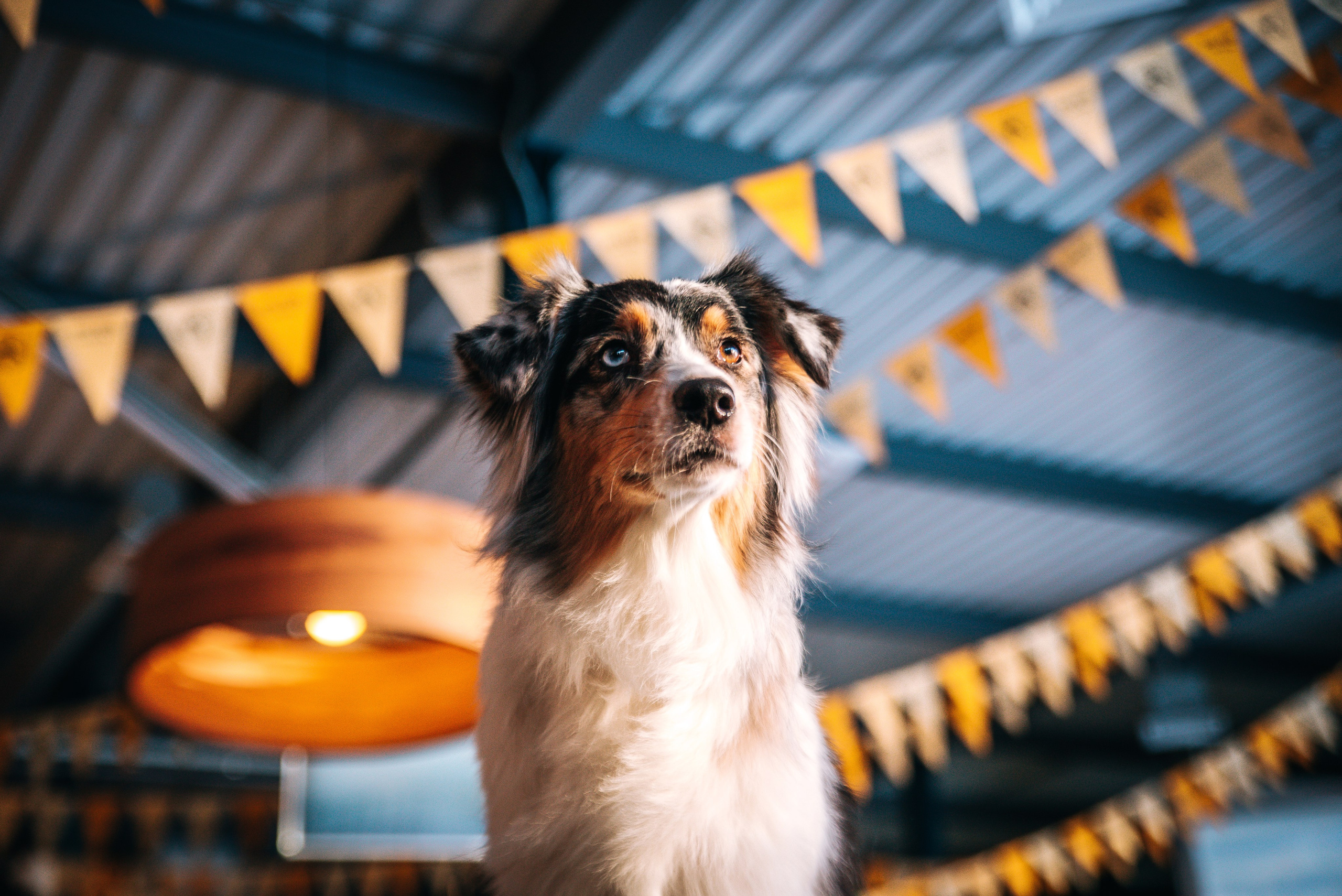 Лиза и Харли в кафе. Главная