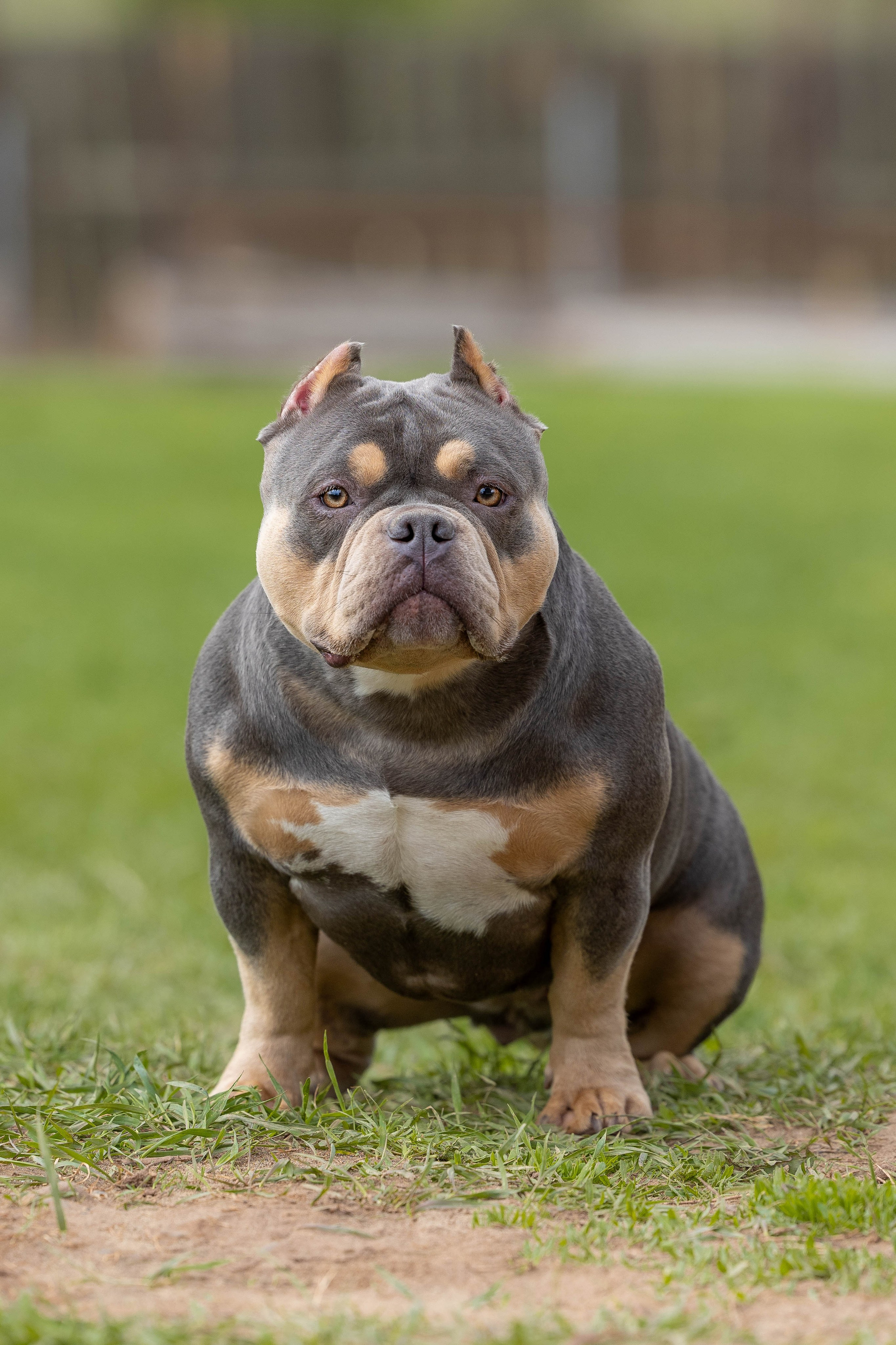 Щенки булли. Фотограф Анималист в Перми Анастасия Остерман