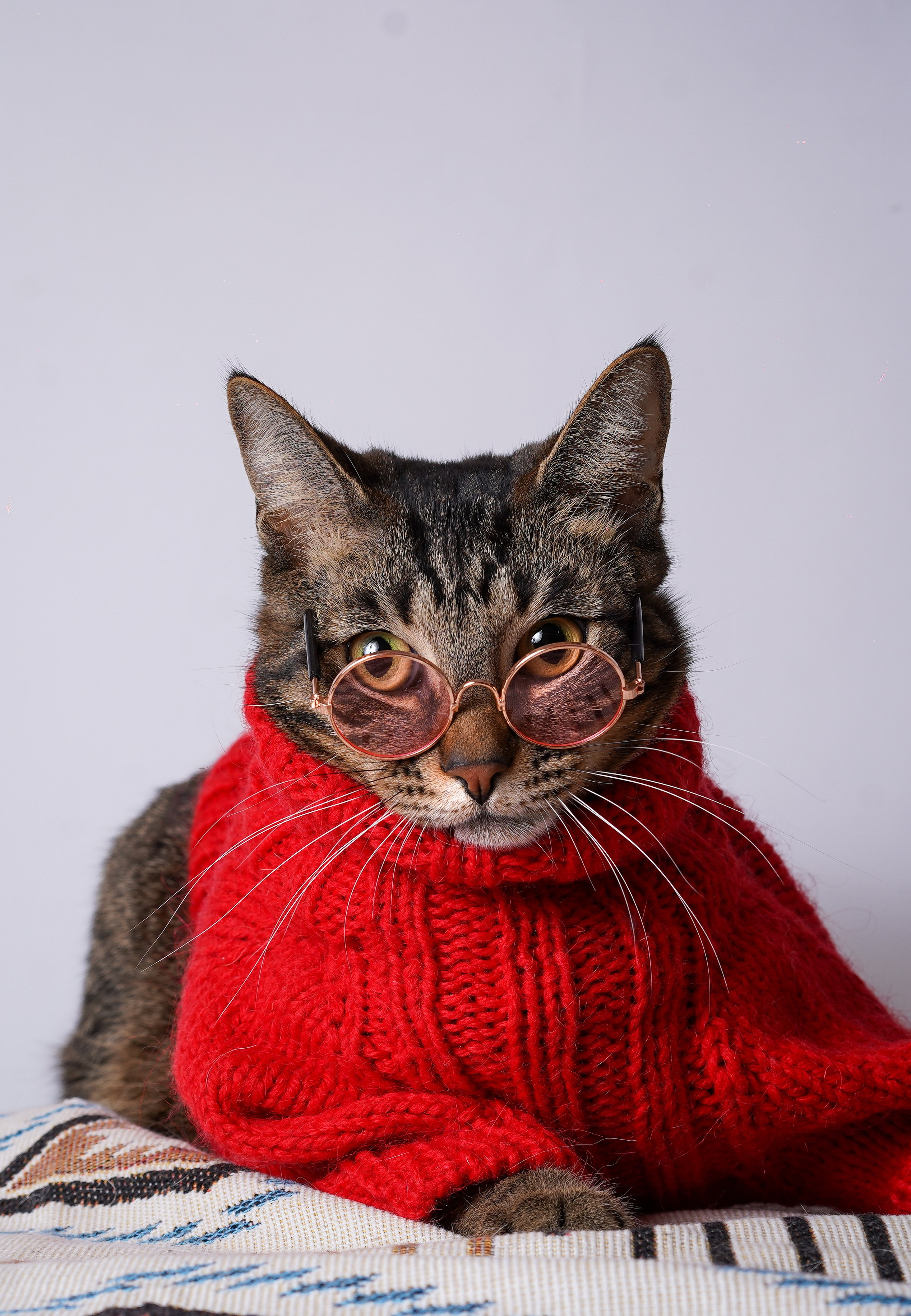 Панда Сэм и Маффин. Фотограф-анималист в Санкт-Петербурге Яна Мартынова