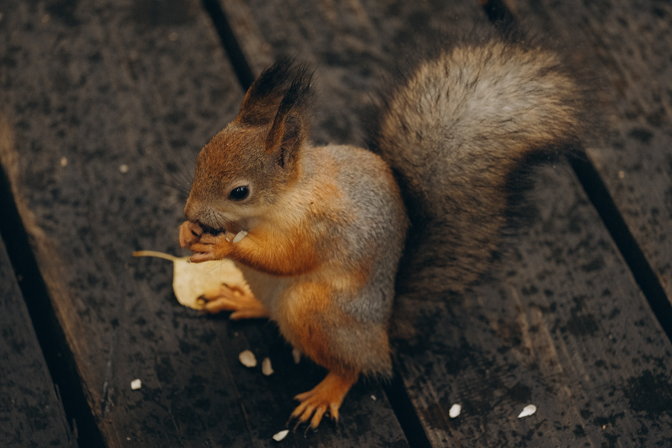 День рождения малышки. Профессиональный фотограф, Санкт-Петербург — Виктория Богомолова