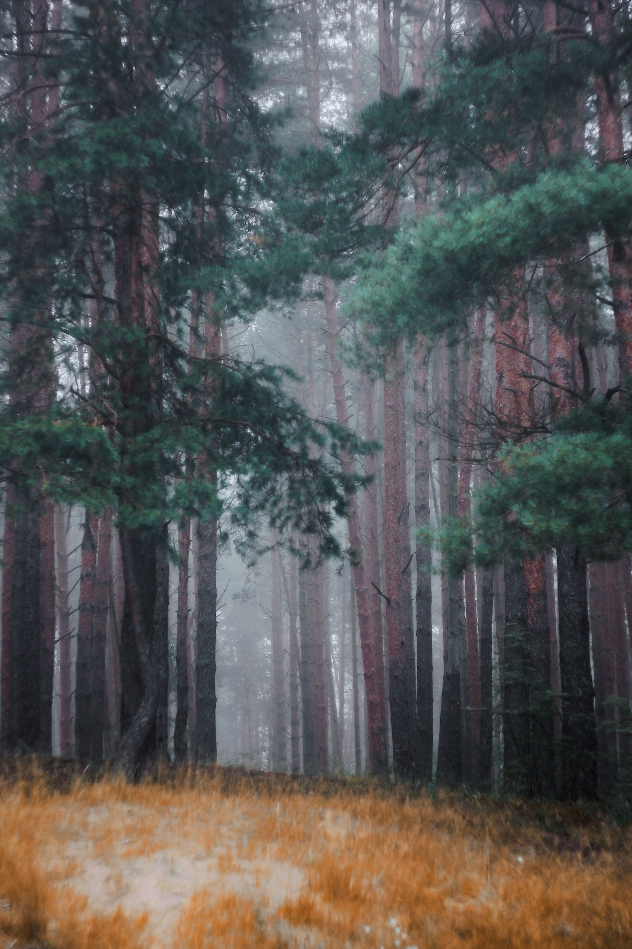 Меланхолия августа. С любовью, фотохудожник