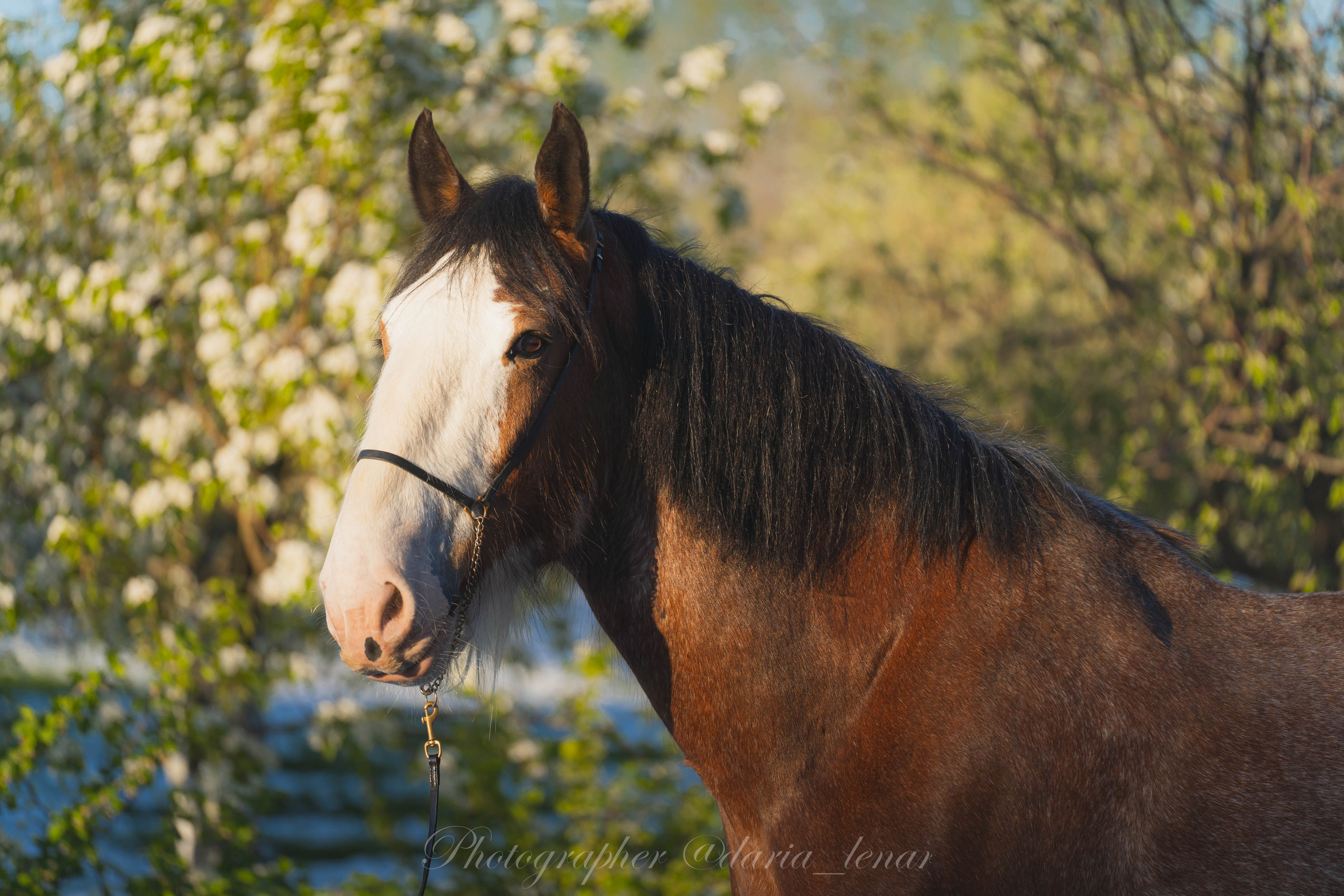 Конные фестивали и мероприятия. Фотограф в Москве Ленарская Дарья