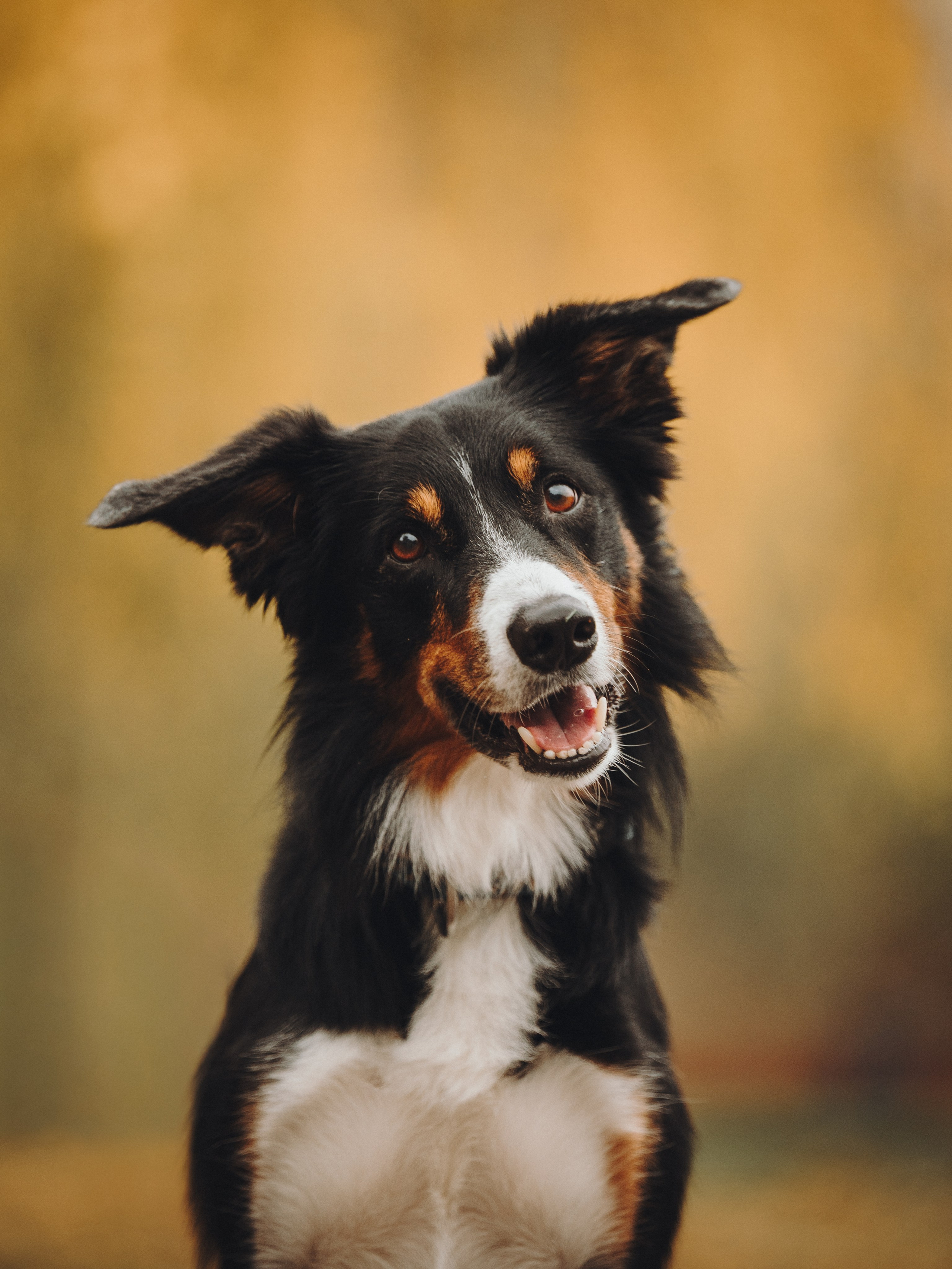 Аня, Оскар и Яр. Семейный фотограф анималист Ананьева Мария — Москва