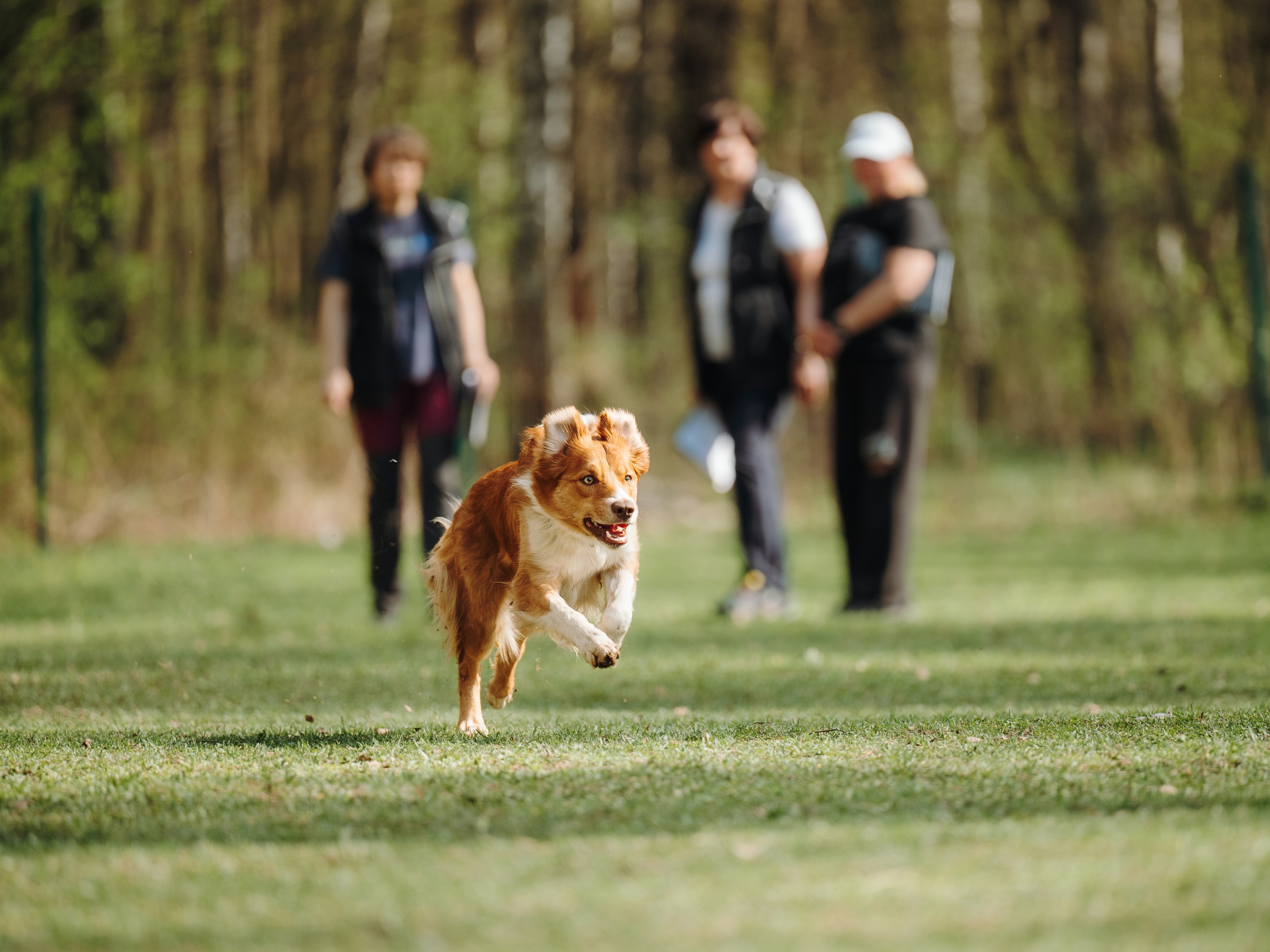 Обидиенс. Семейный фотограф анималист Ананьева Мария — Москва