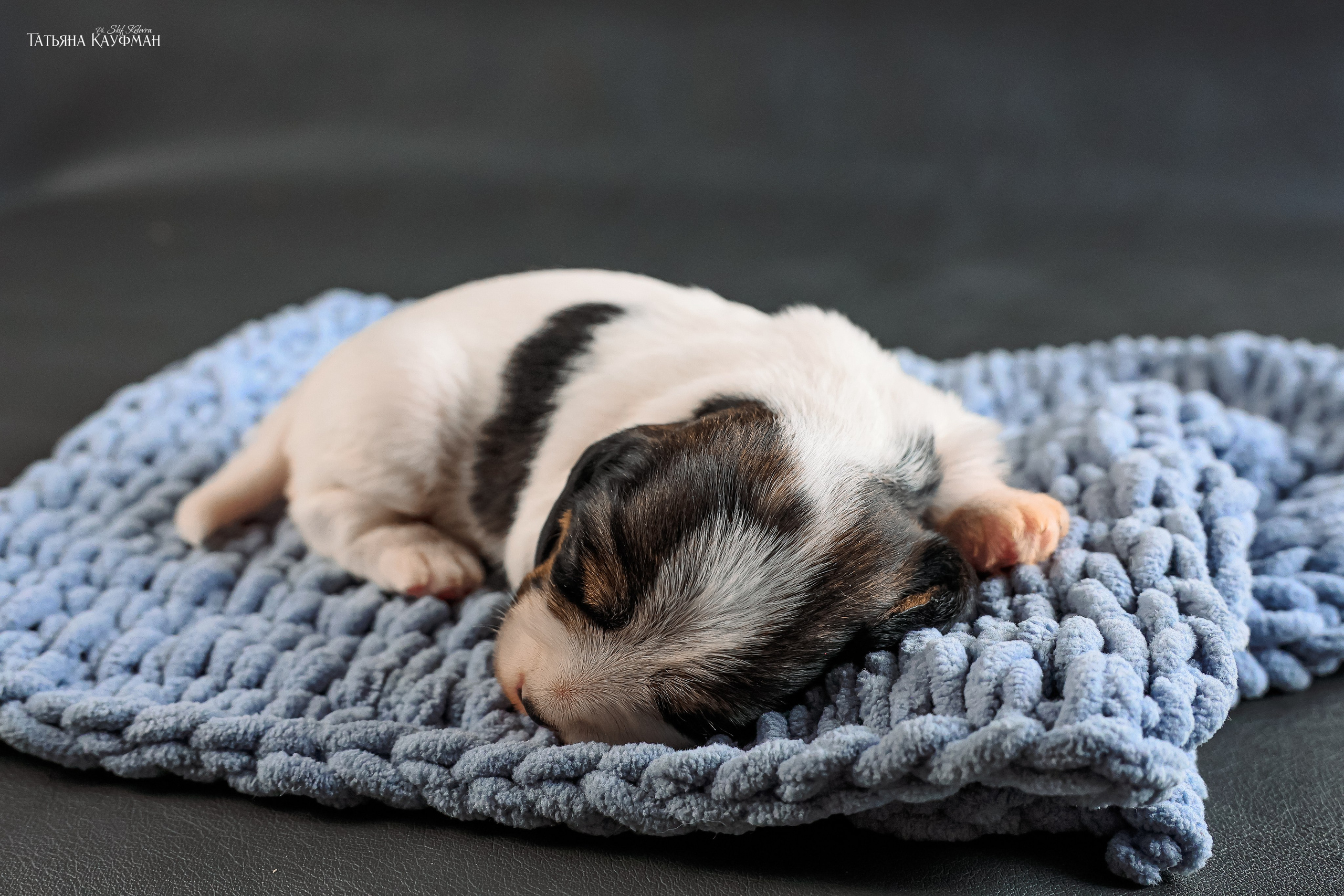 Малые вандейские бассет гриффоны. PVBG. Petit vandeen basset griffon, щенки в новосибирске. Питомник White Rivendel