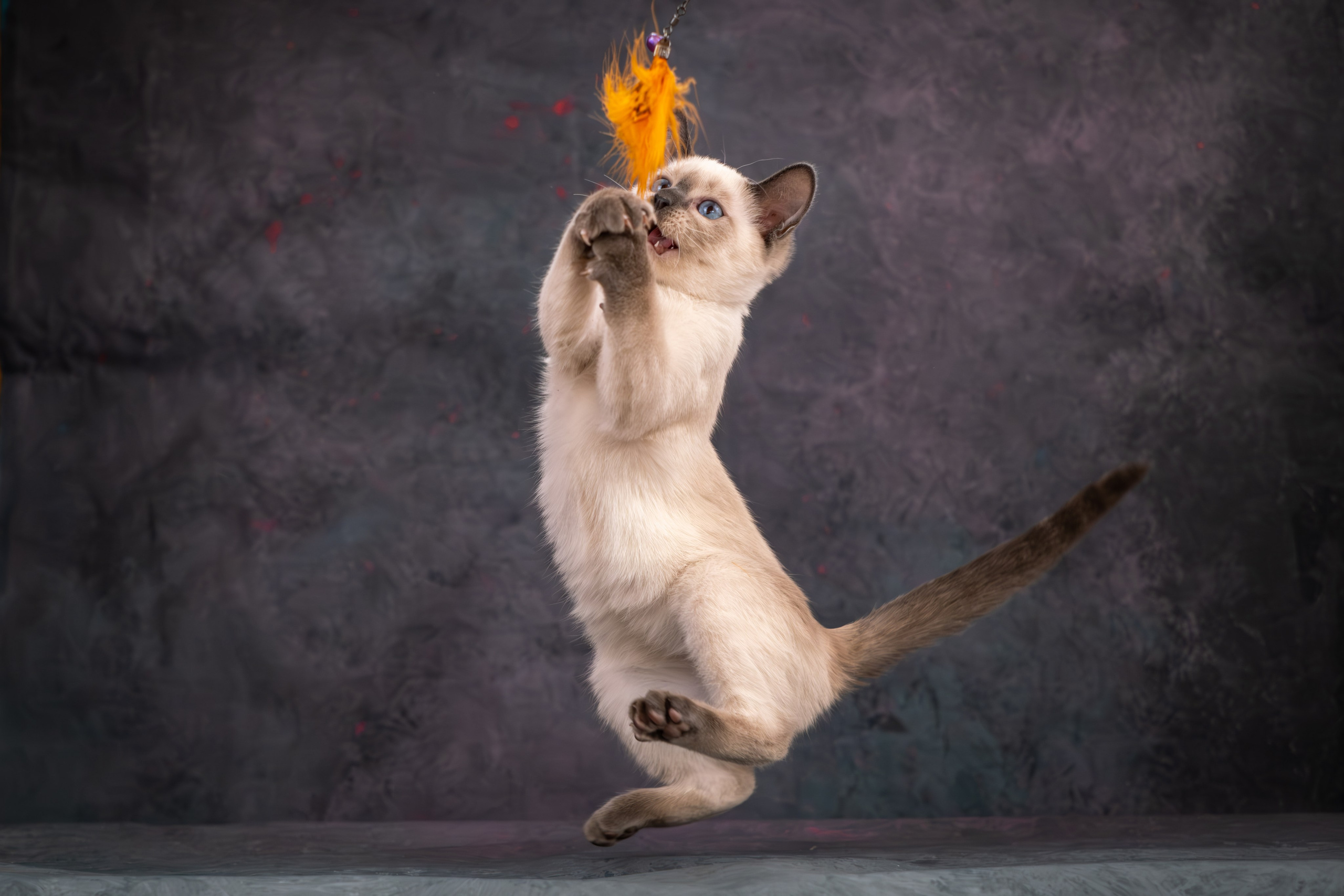 Тайские котята для Никиты и Ольги. Зоофотограф, фотограф животных в Москве и области Дина Дамоцева