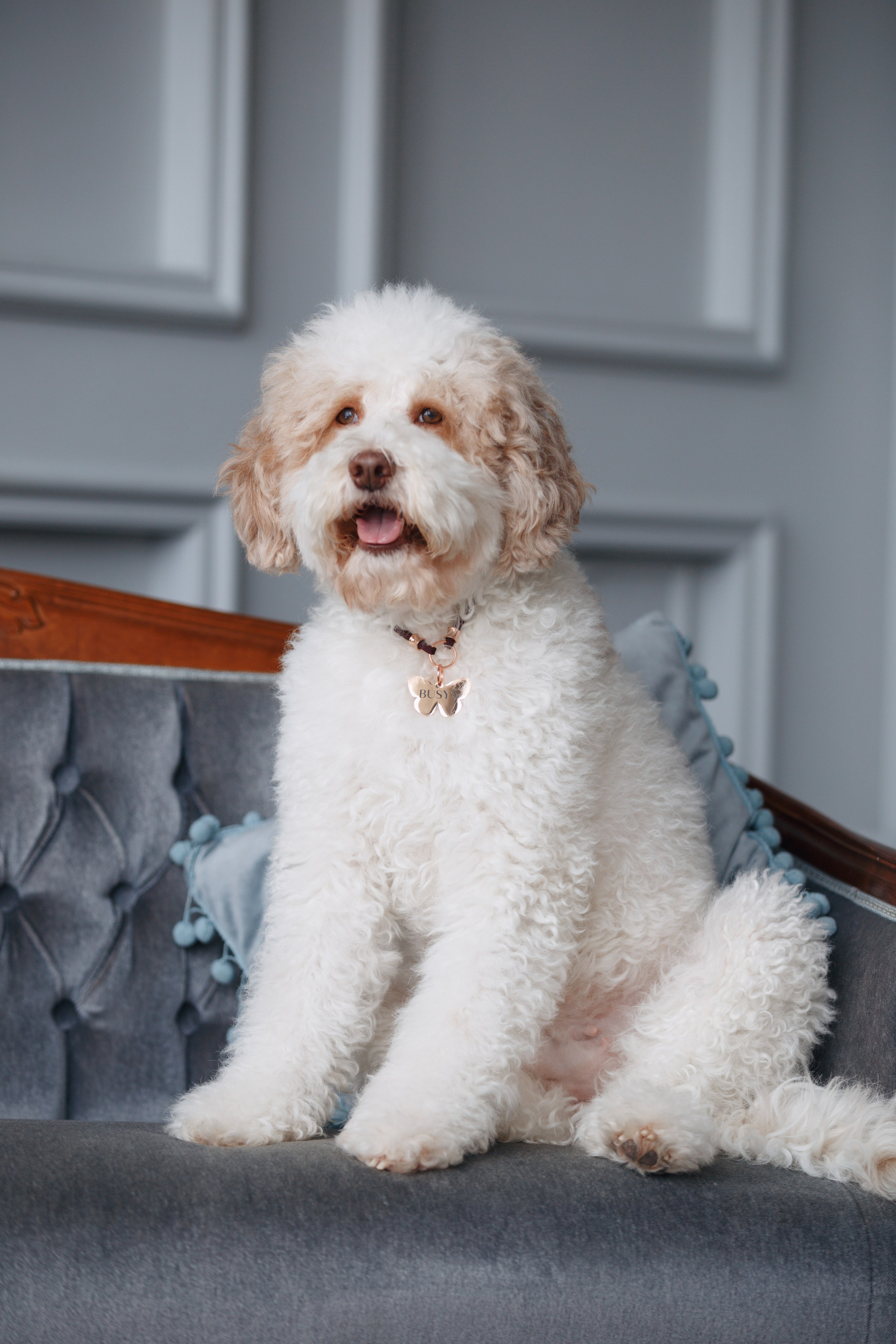 Bmbh лежанки и адресники. Фотограф анималист Кристина Карпова, Москва