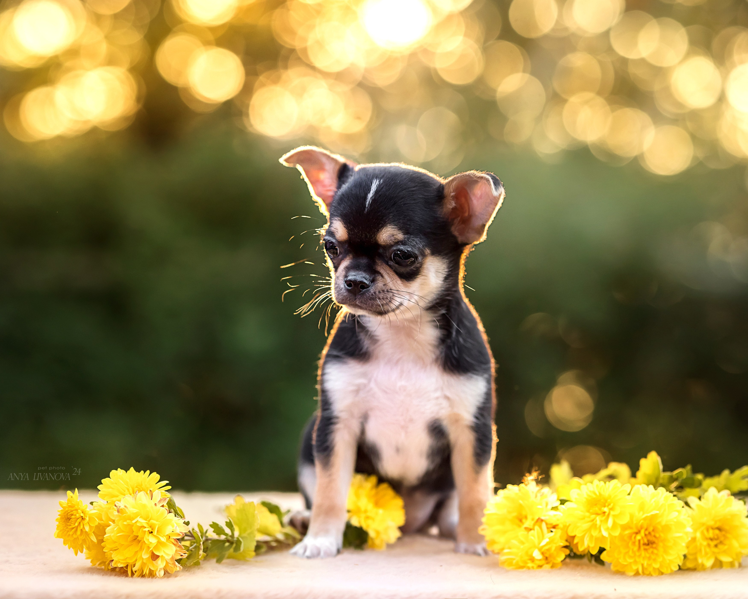Чихуахуа. Фотограф анималист Аня Ливанова | Рыбинск