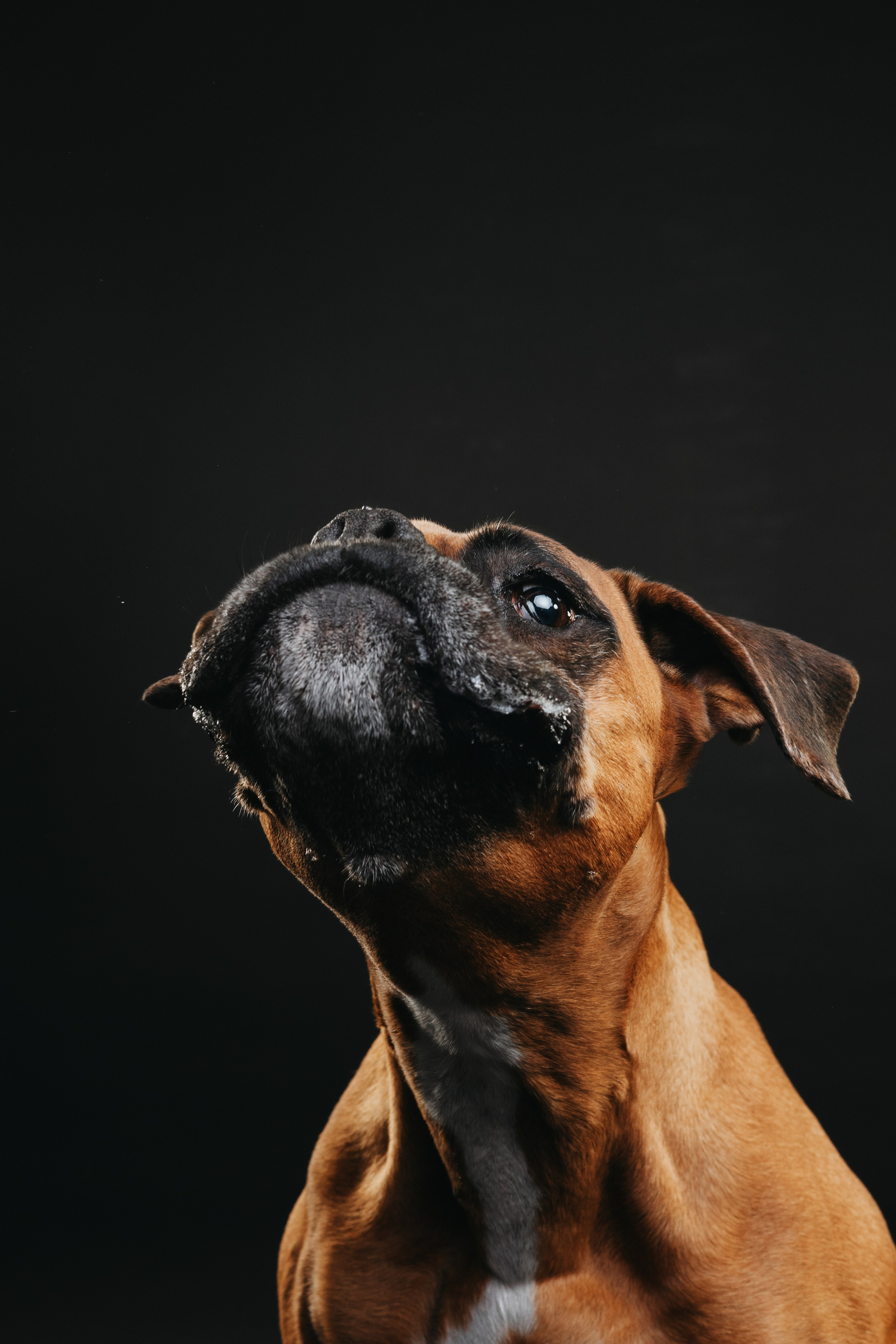 Боксер Челси. Фотограф анималист Осипчикова Мария