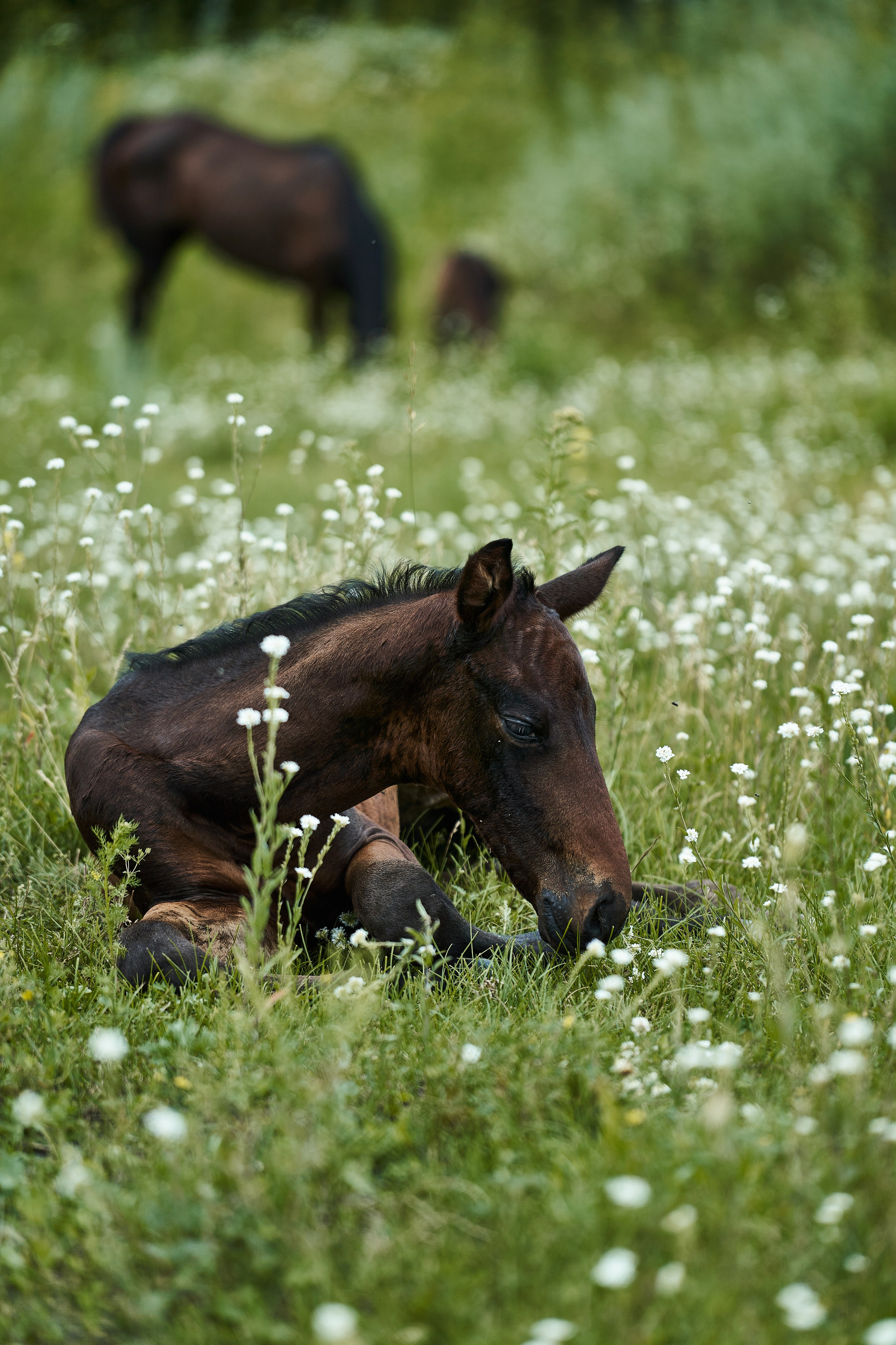 Жеребята КСОЦ «Свобода». Фотосессии с лошадьми в Москве, Новосибирске