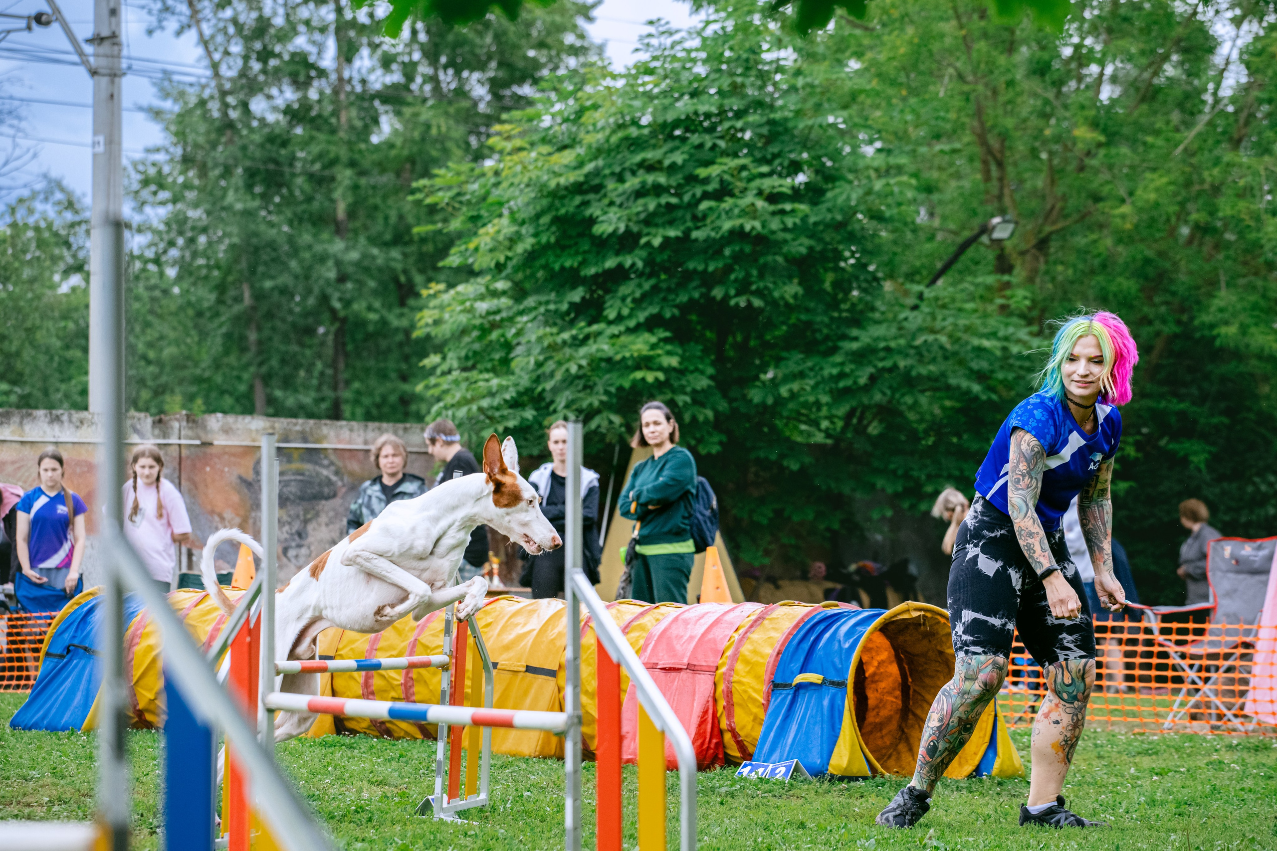Соревнования по аджилити Долгопрудный 30.06.2025. Фотограф-анималист Татьяна Степанова