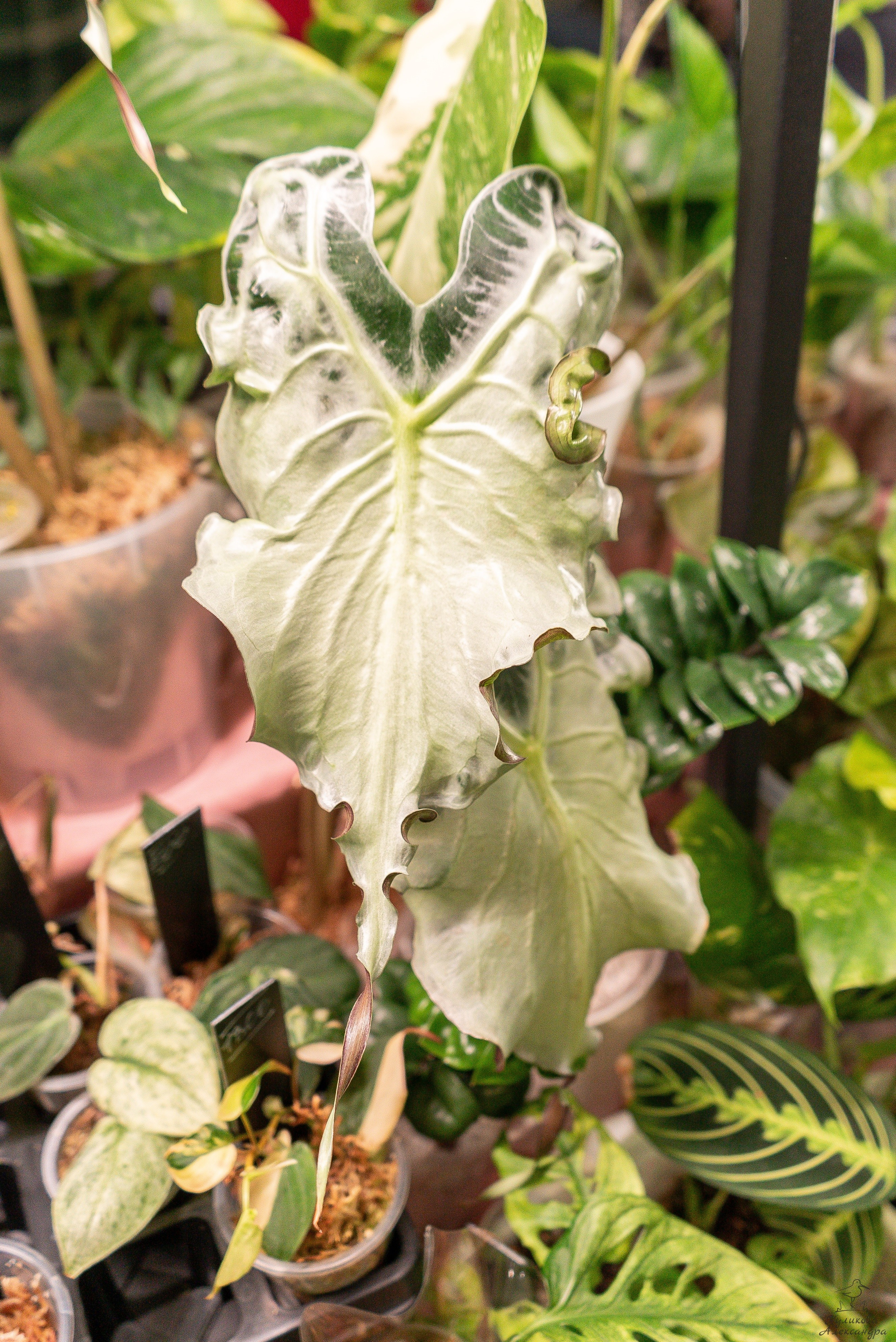 Гроубокс Артплей апрель. Александра Куликова фотограф, Москва