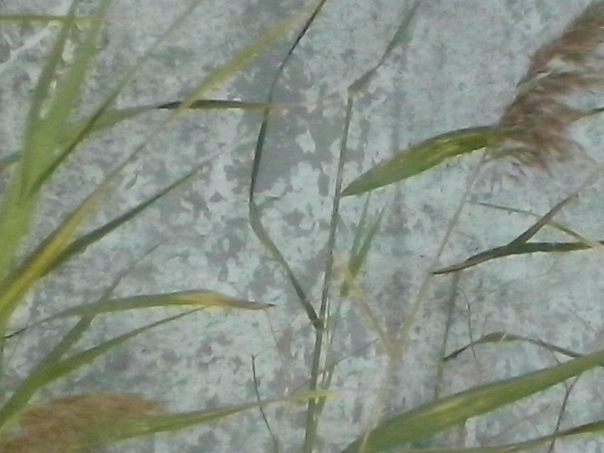 Как прекрасен этот мир — 2 (2019). Художник. Фотограф