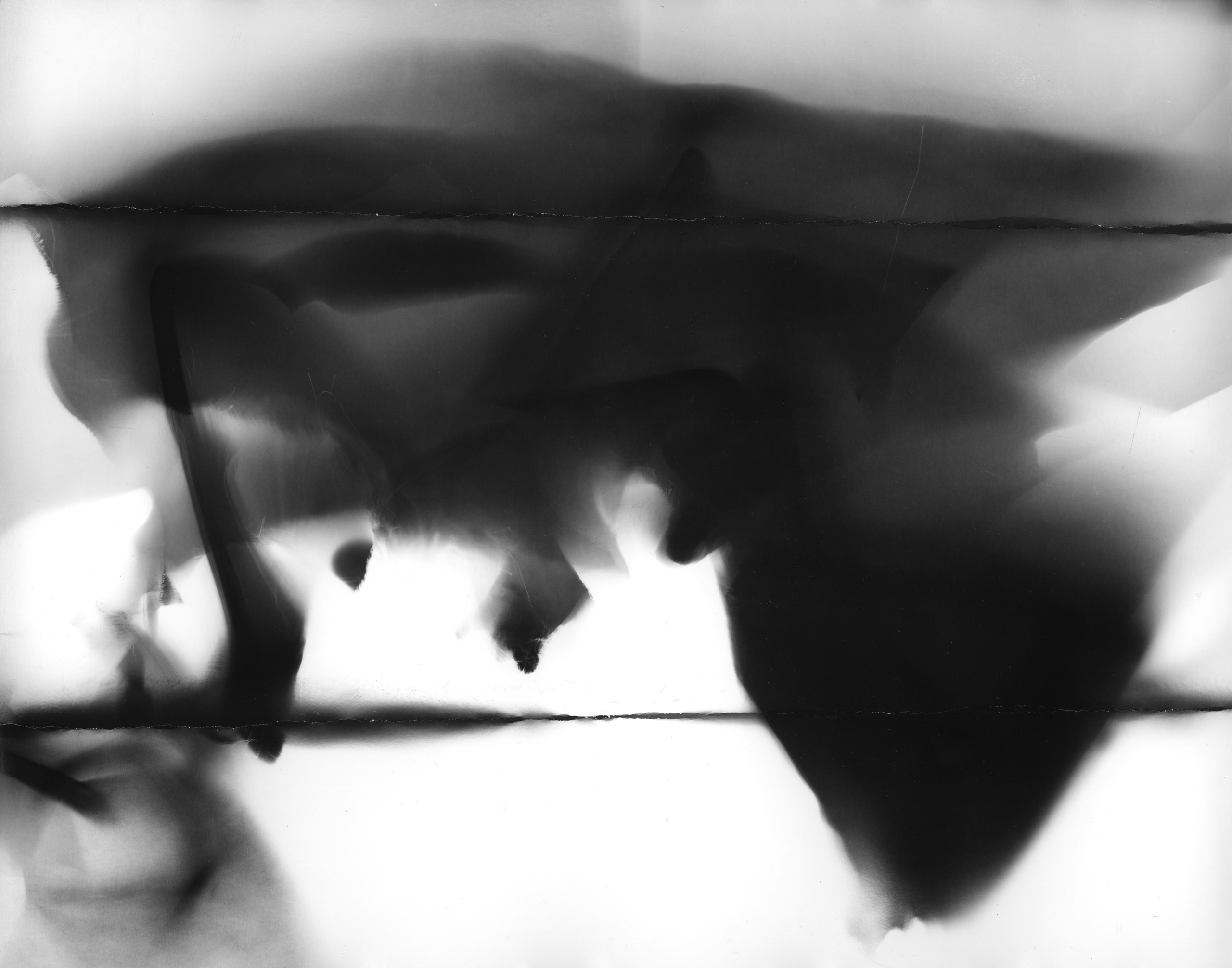 Фотограммы (2012). Художник. Фотограф