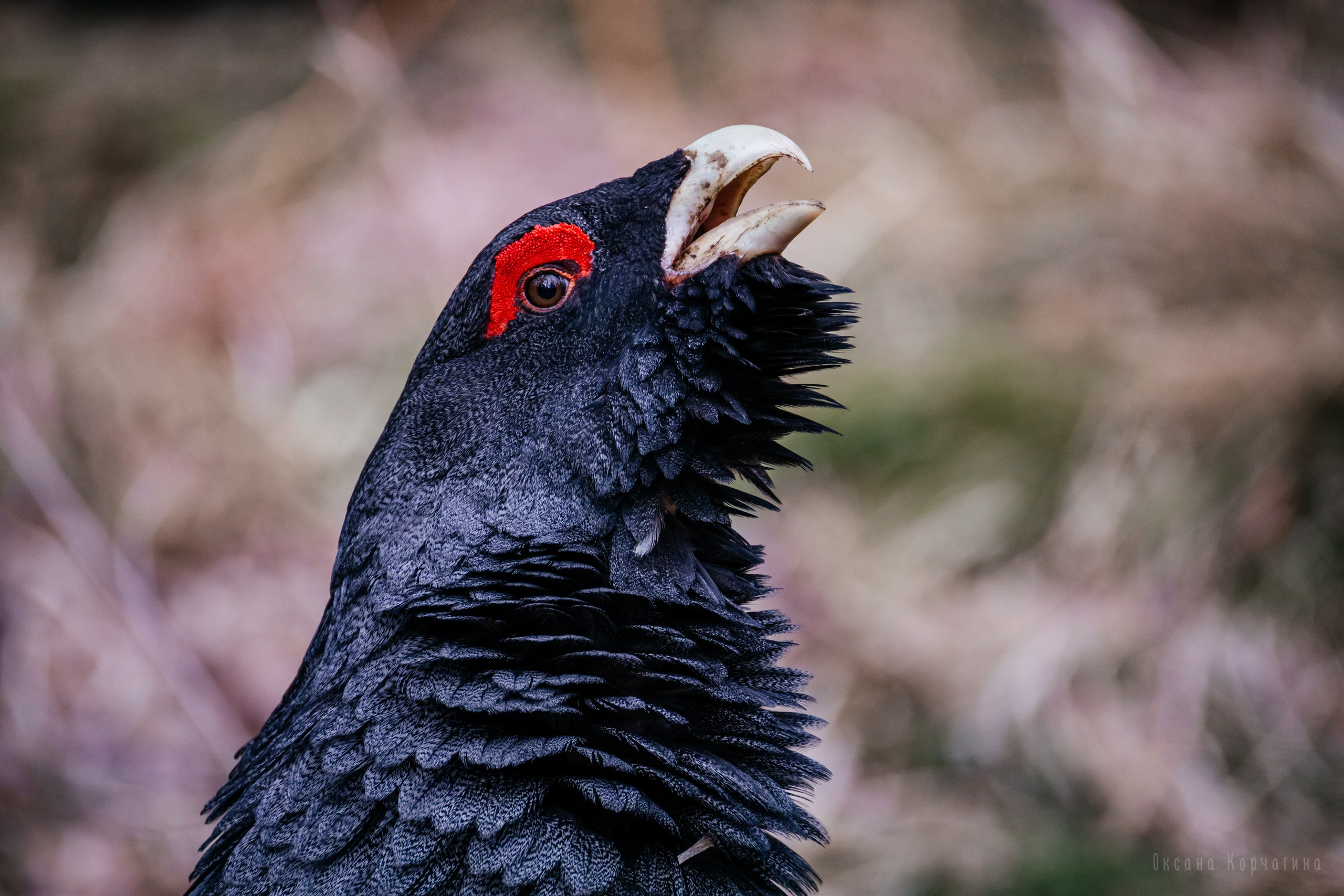 Природа. Фотограф в Красноярске Оксана Корчагина