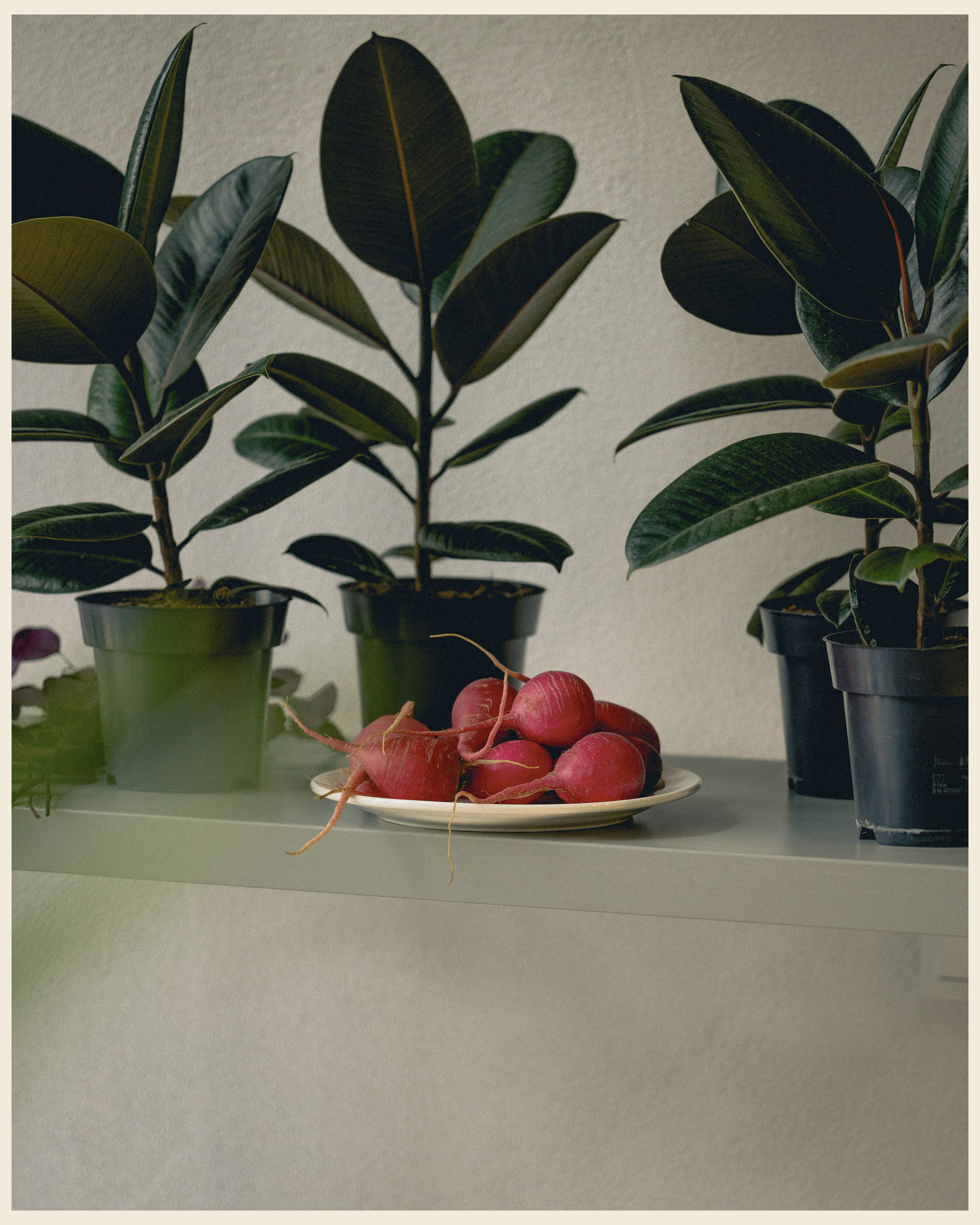 KULKI x VANO. Ivan Petrov photographer