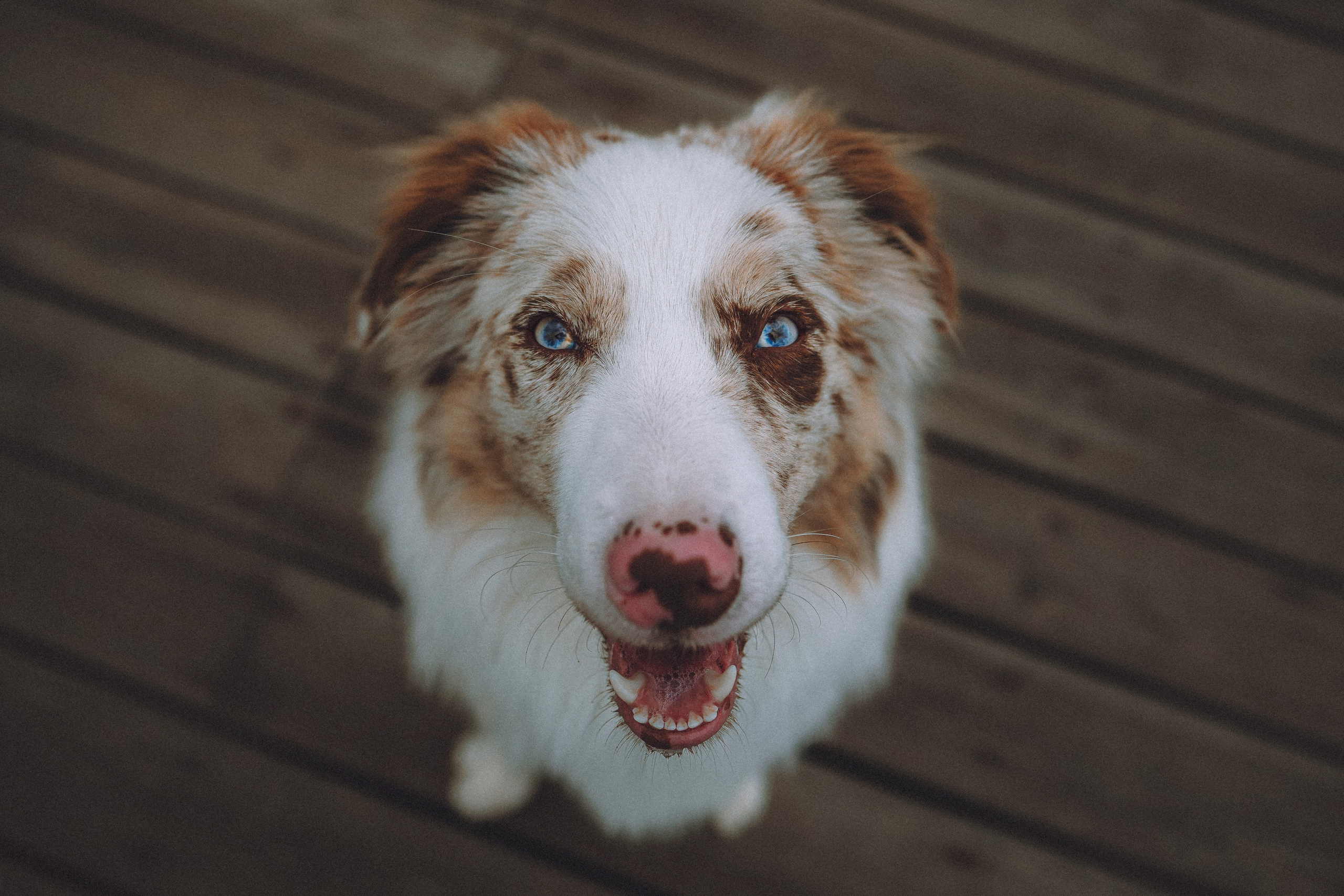 Один и его семья