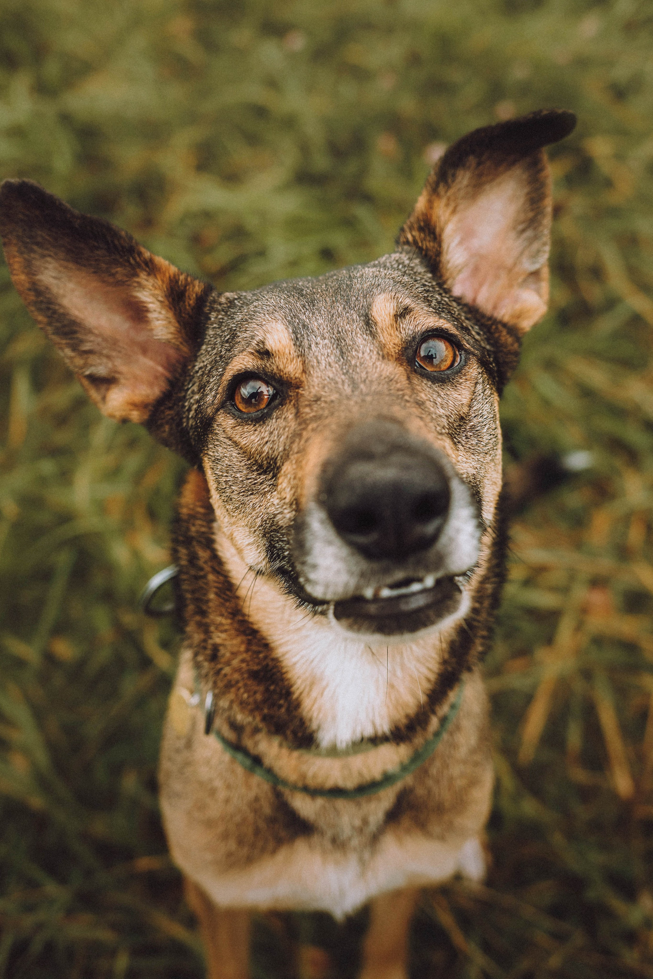 Аня, Нео и Луна