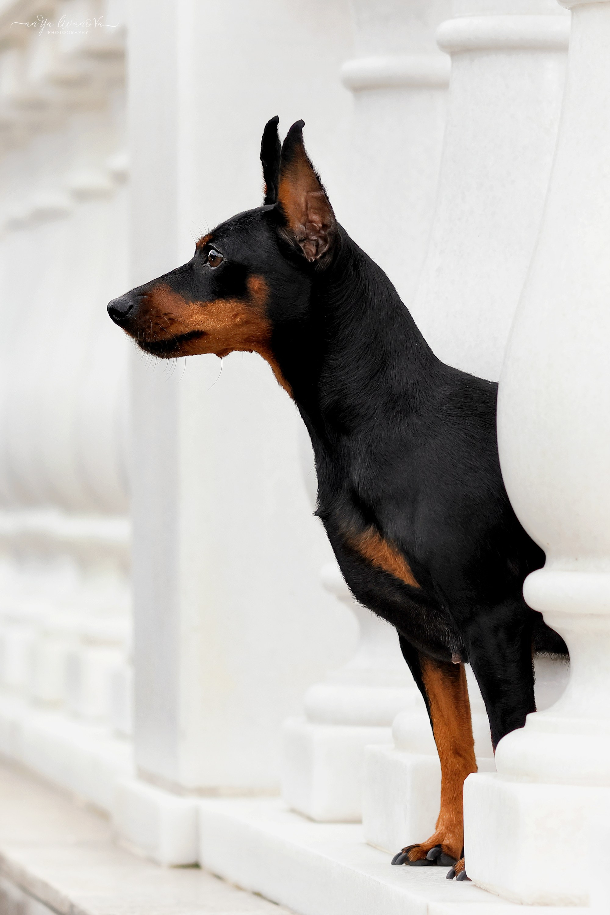 Ляля и Марфа. Фотограф анималист Аня Ливанова | Рыбинск