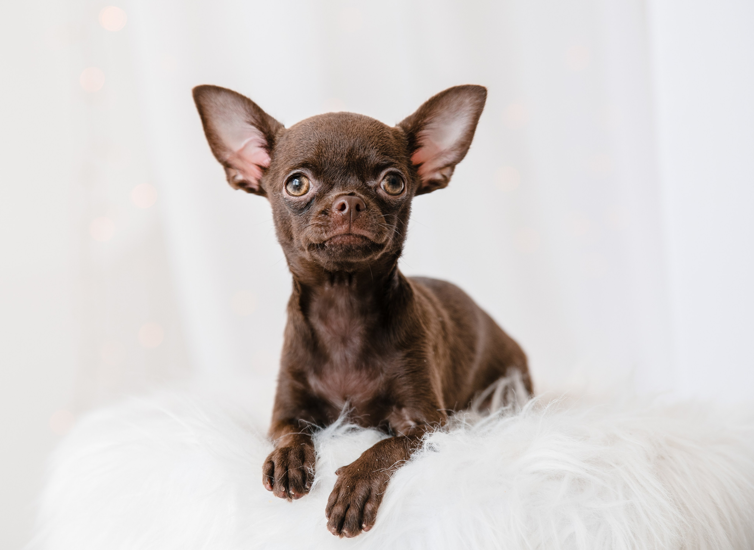 Чихуа Ахуа студия. Главная