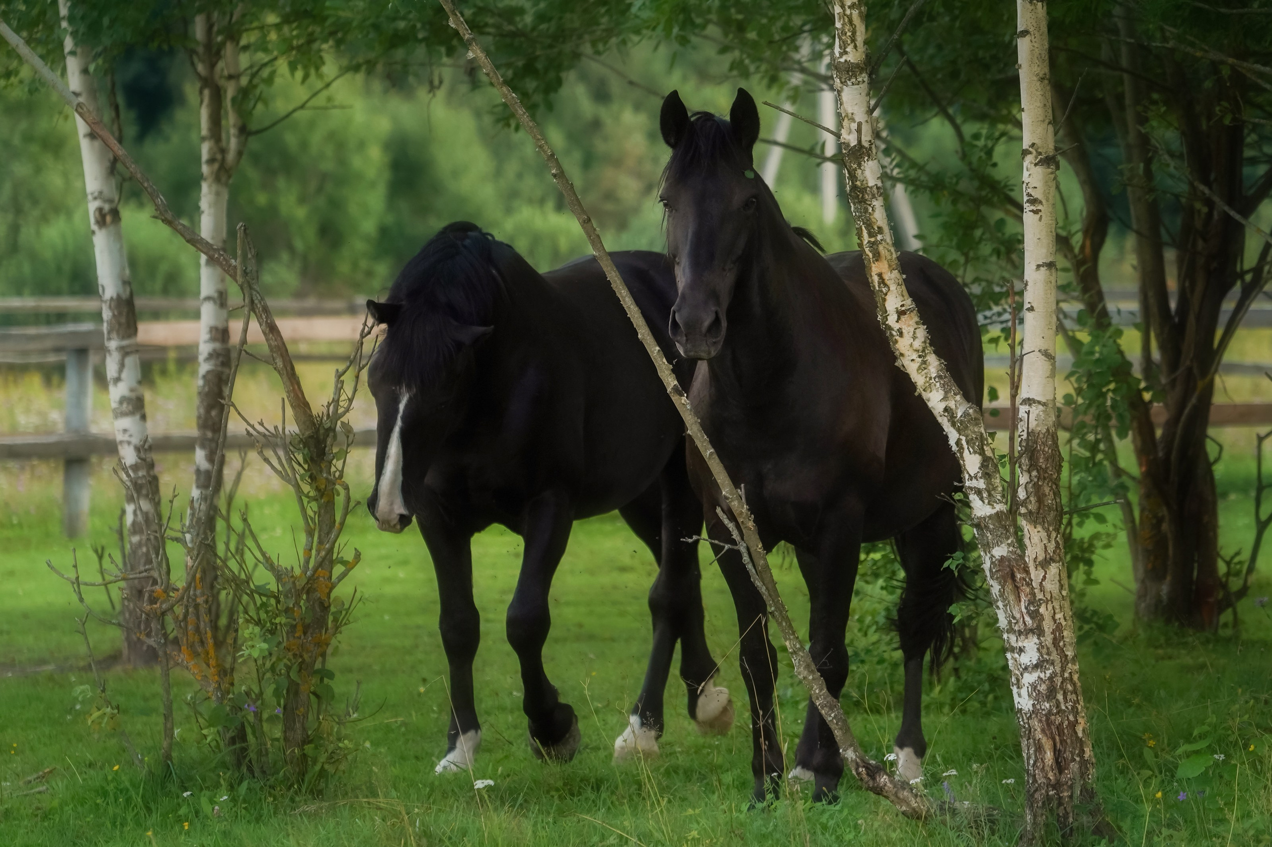 КСК Славино. Фотограф-анималист, портретный фотограф в Чебоксарах Мария Садыкова