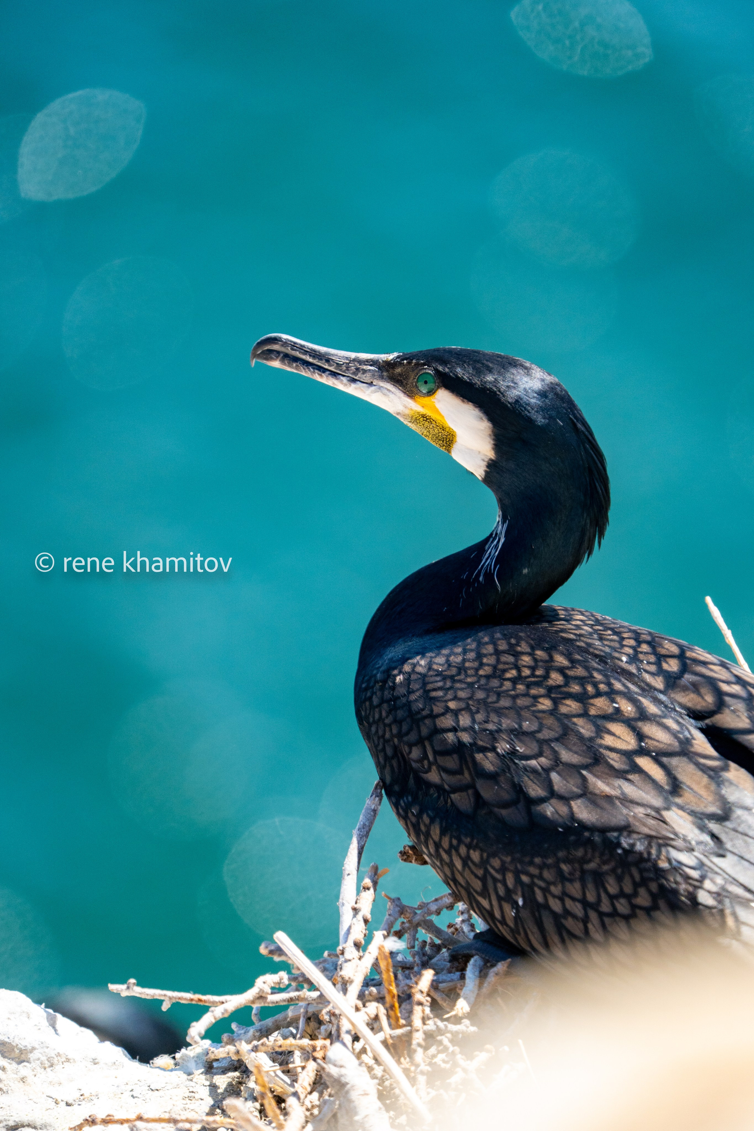 Birds filming: feeding, nesting. Kharantsy island, Baikal. Pictures of Rene Khamitov