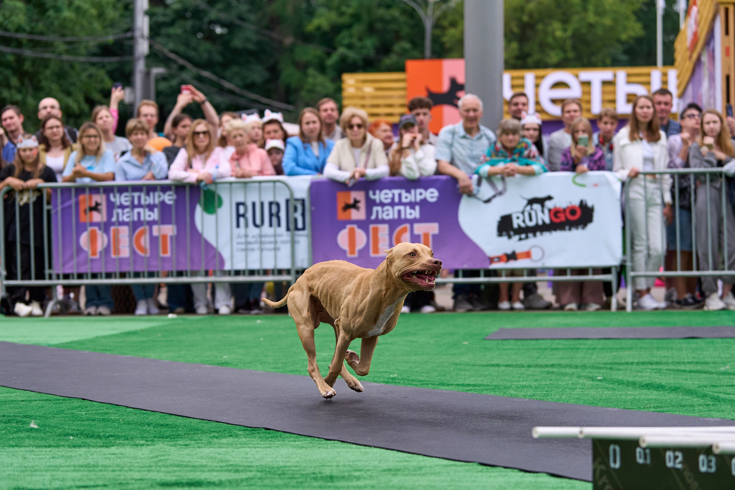 4 лапы Фест. Многоборье. Фотограф-анималист Михаил Манухин
