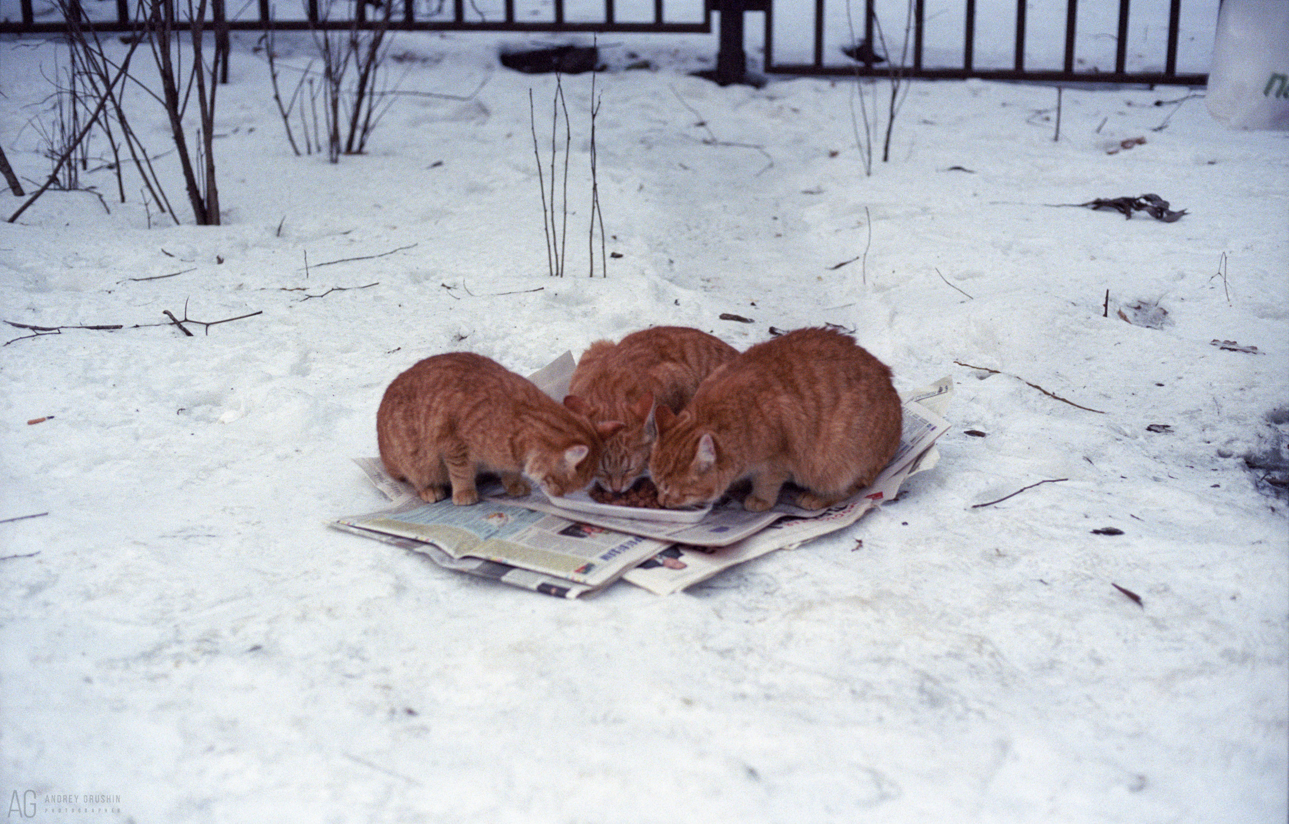 Москва. Фотограф Андрей Грушин