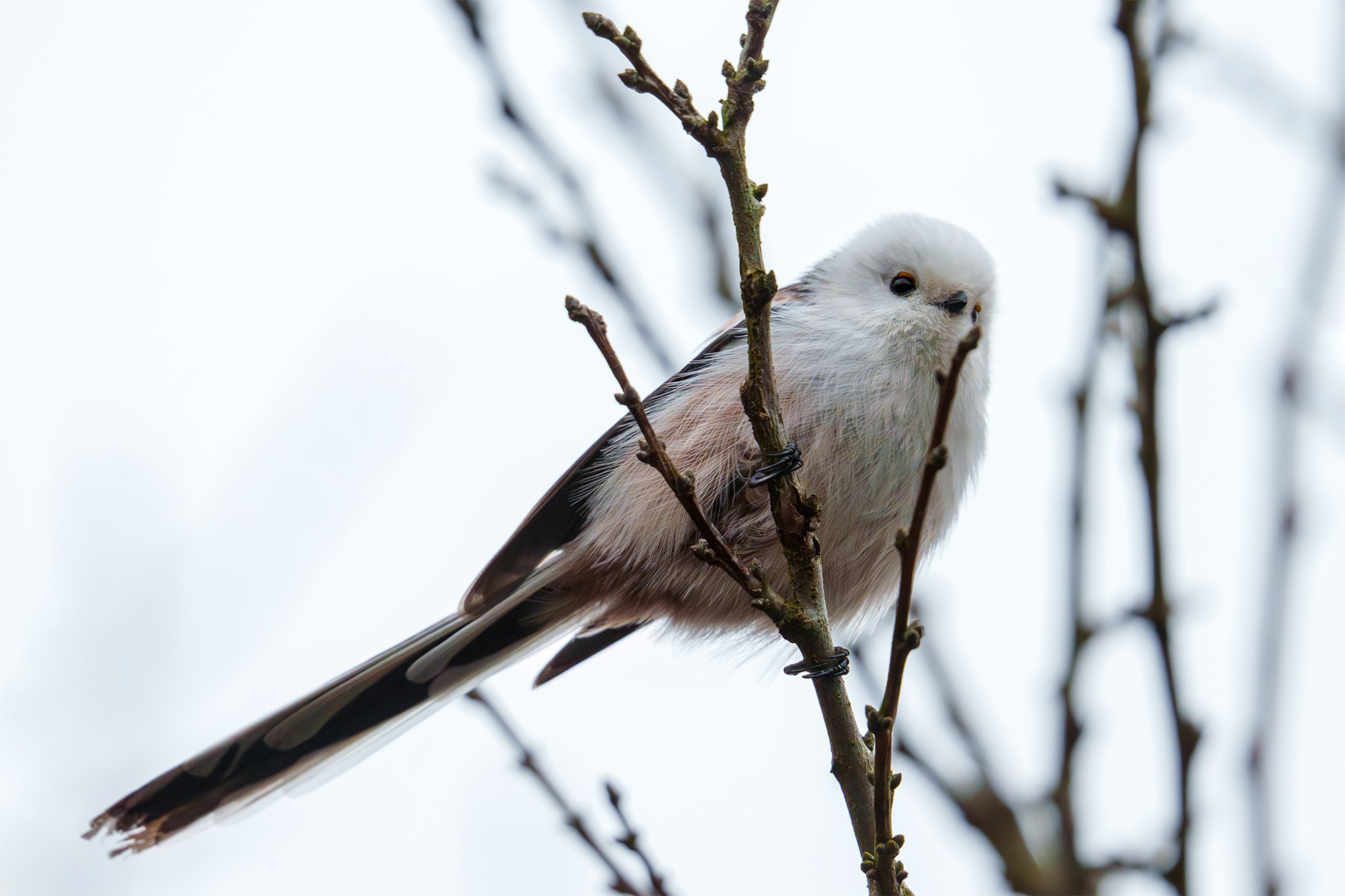 Удивительные мир птиц. Вокруг нас столько прекрасного — присмотритесь!. Ваш личный фотограф Марина Волкова