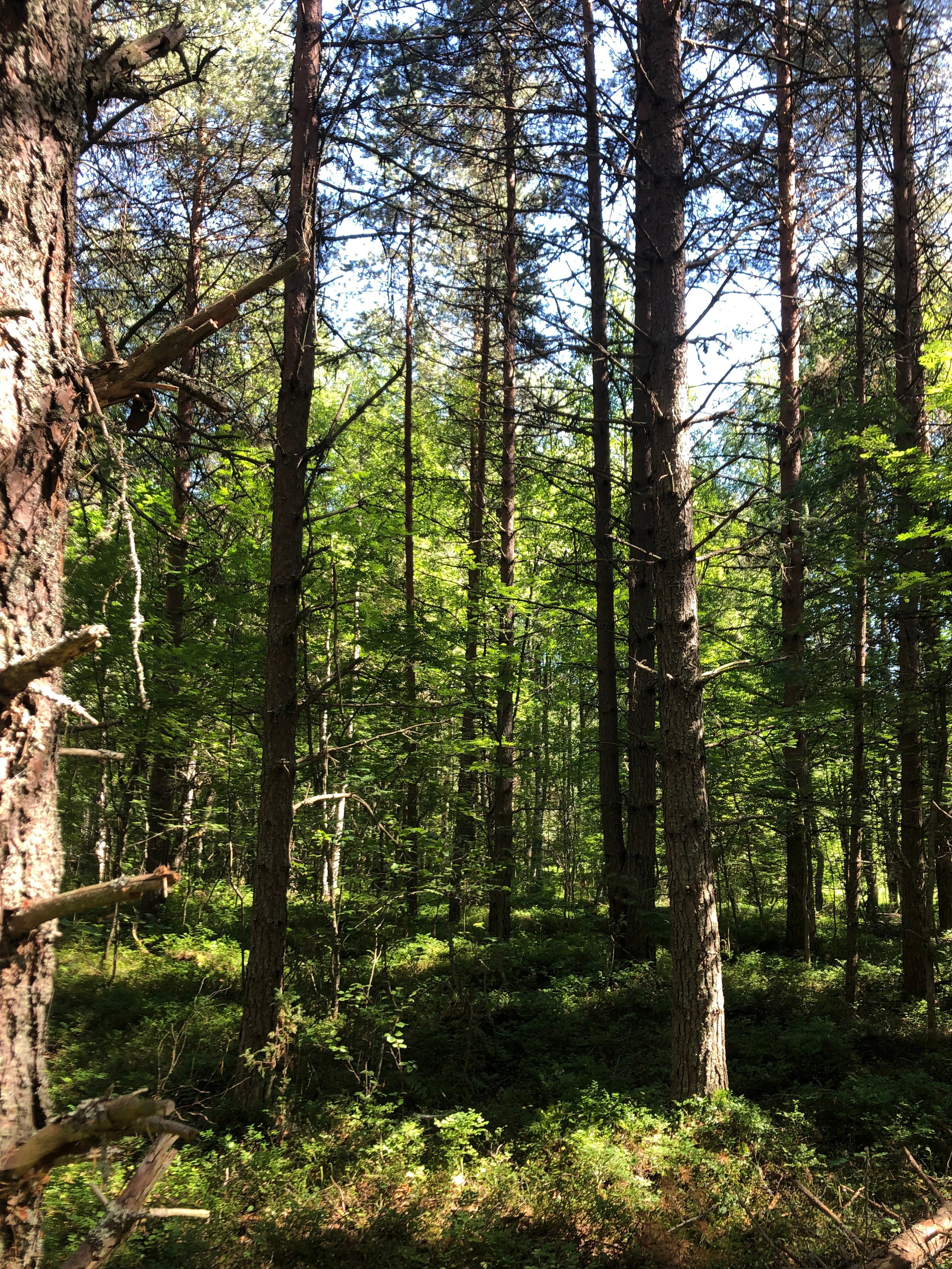 Земельный участок в Лахте