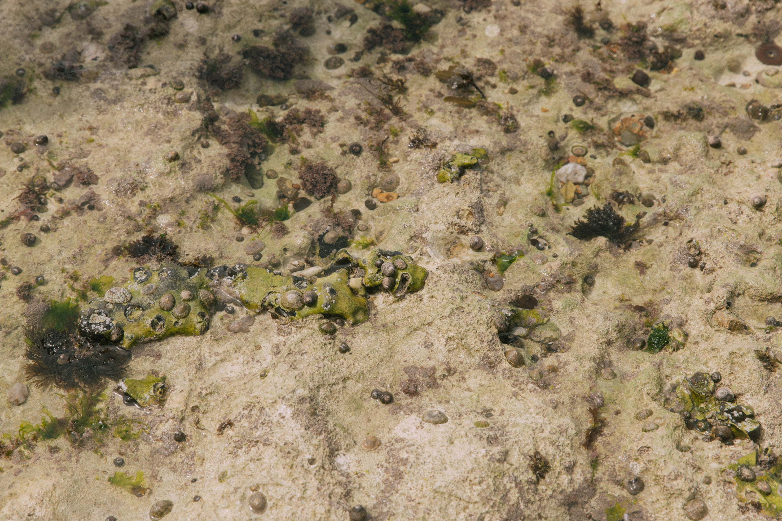 I am the ocean. Photographer in Paris