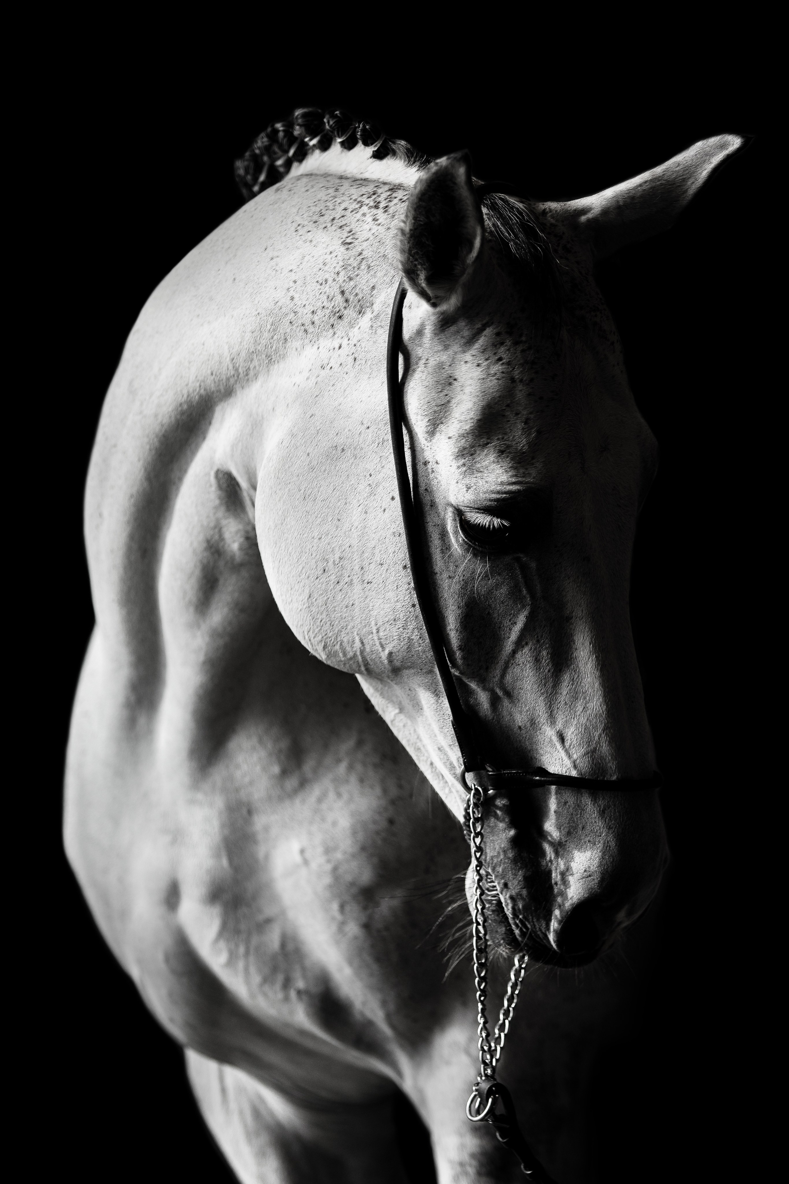 Конные портреты. Veronika Makeeva horse photo