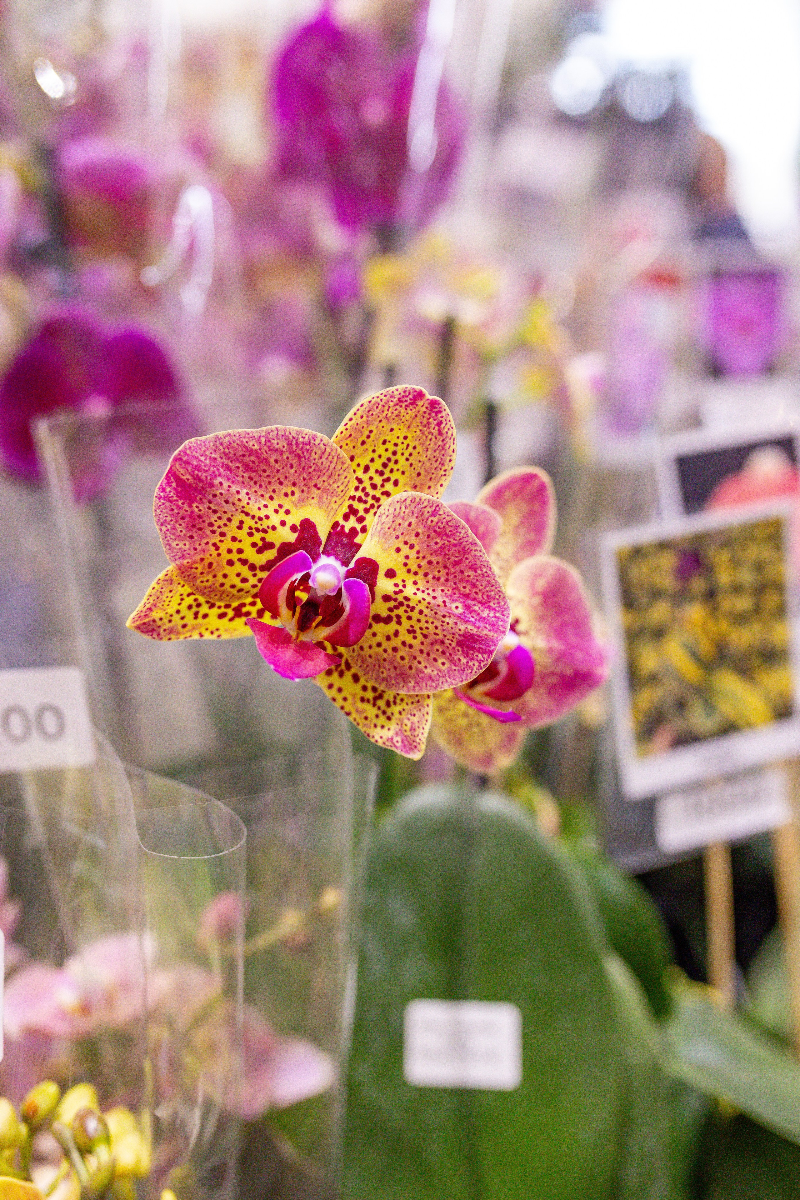 Орхидиум сентябрь 2025. Александра Куликова фотограф, Москва