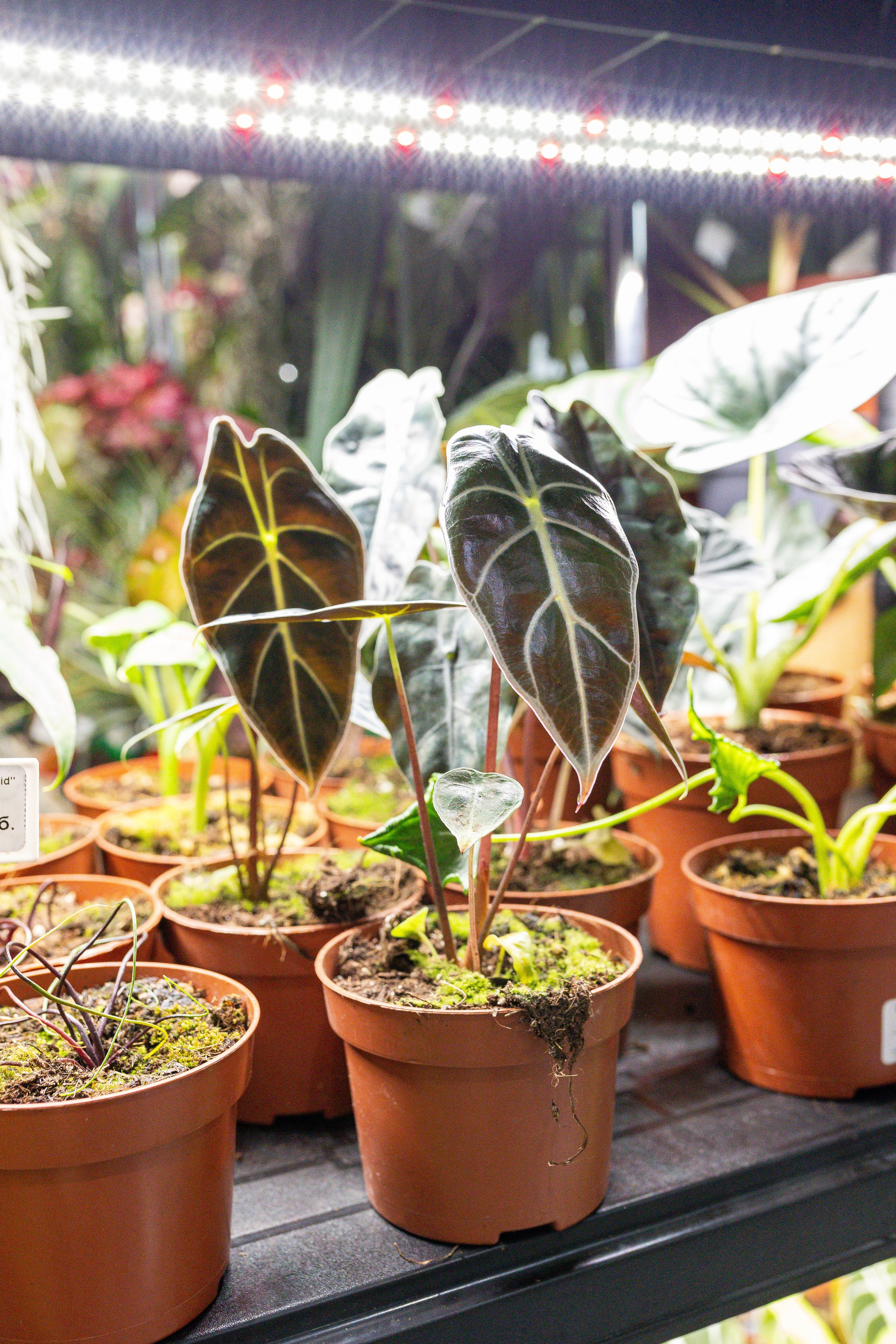 Орхидиум май 2025. Александра Куликова фотограф, Москва