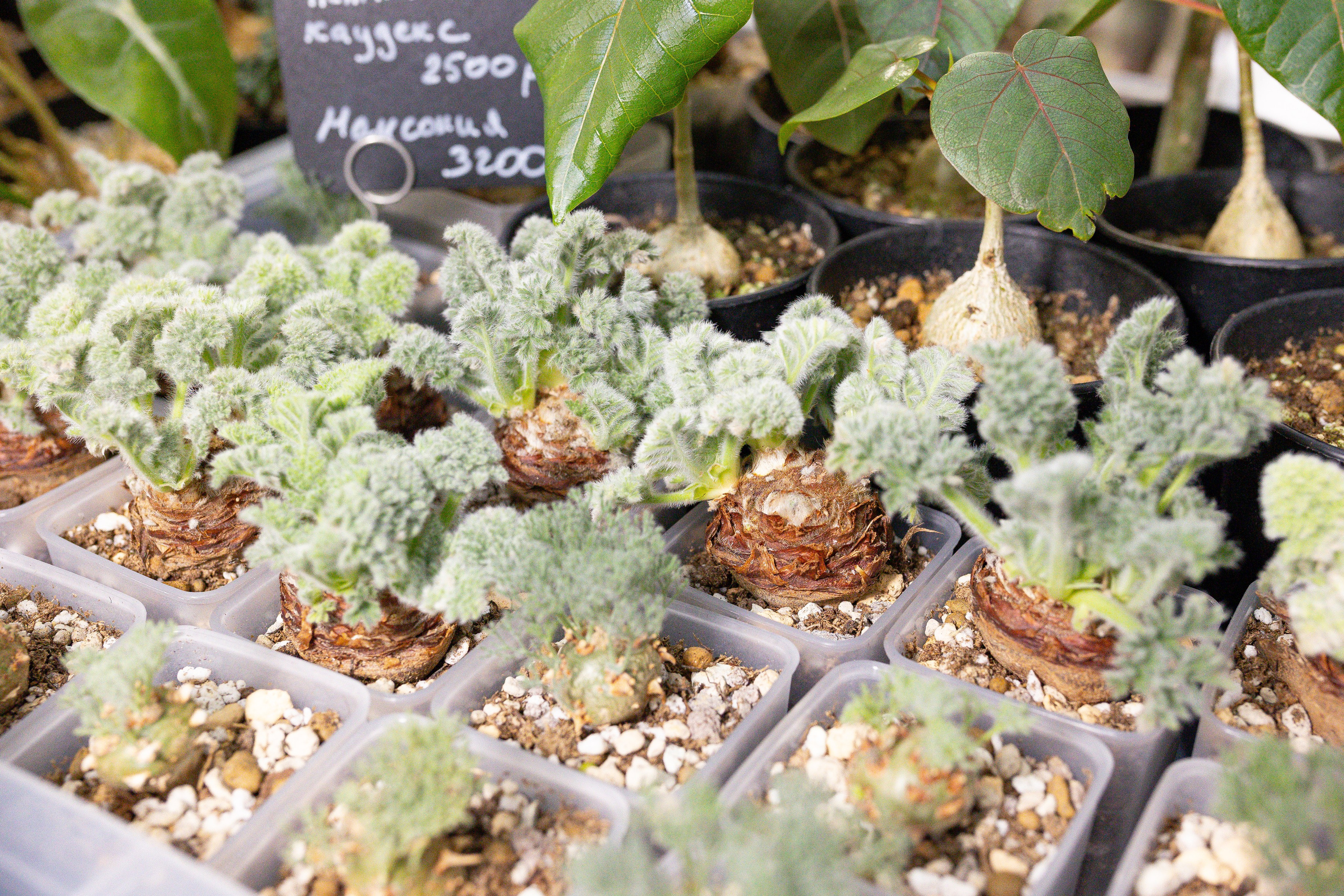 Орхидиум 12.2025. Александра Куликова фотограф, Москва