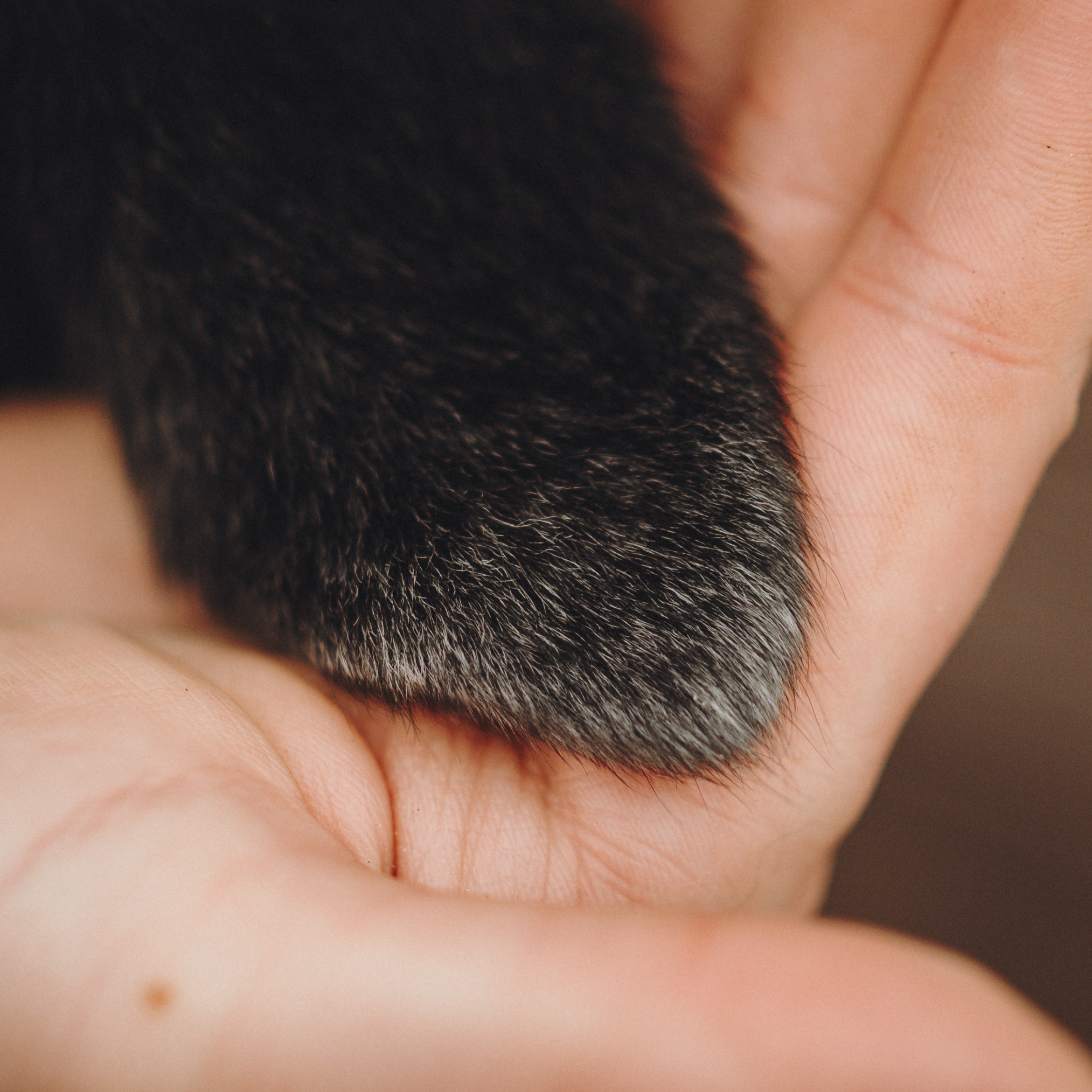 Аня, Оскар и Яр. Семейный фотограф анималист Ананьева Мария — Москва