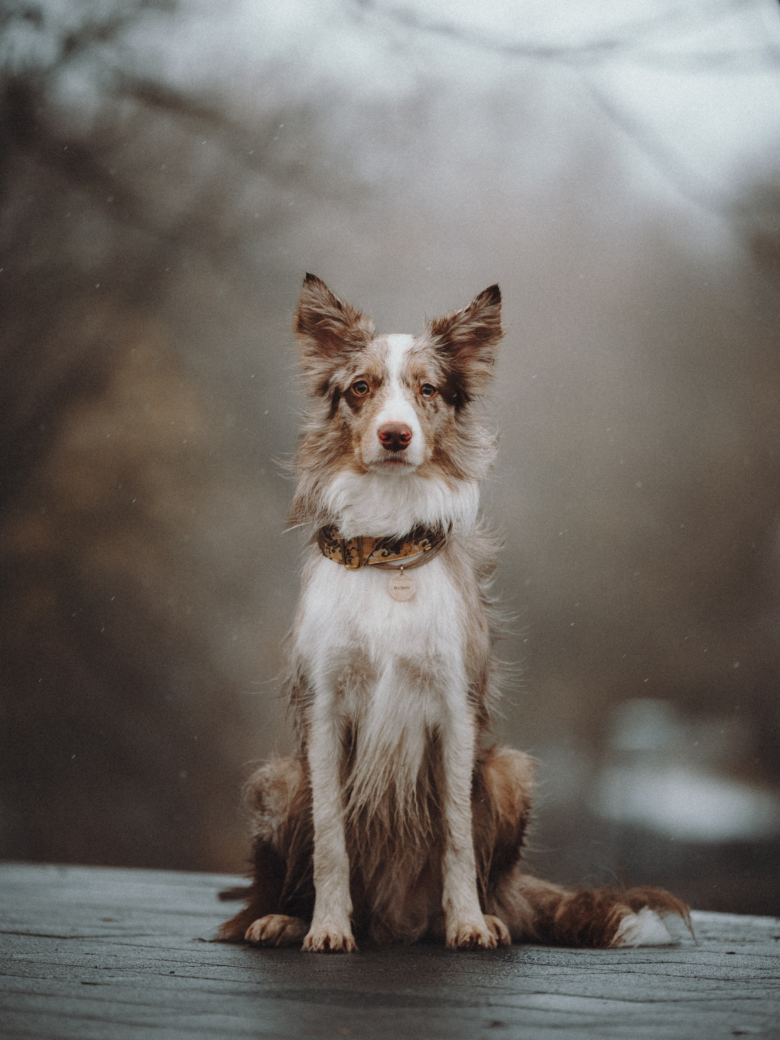 Аня и Дэймон. Семейный фотограф анималист Ананьева Мария — Москва