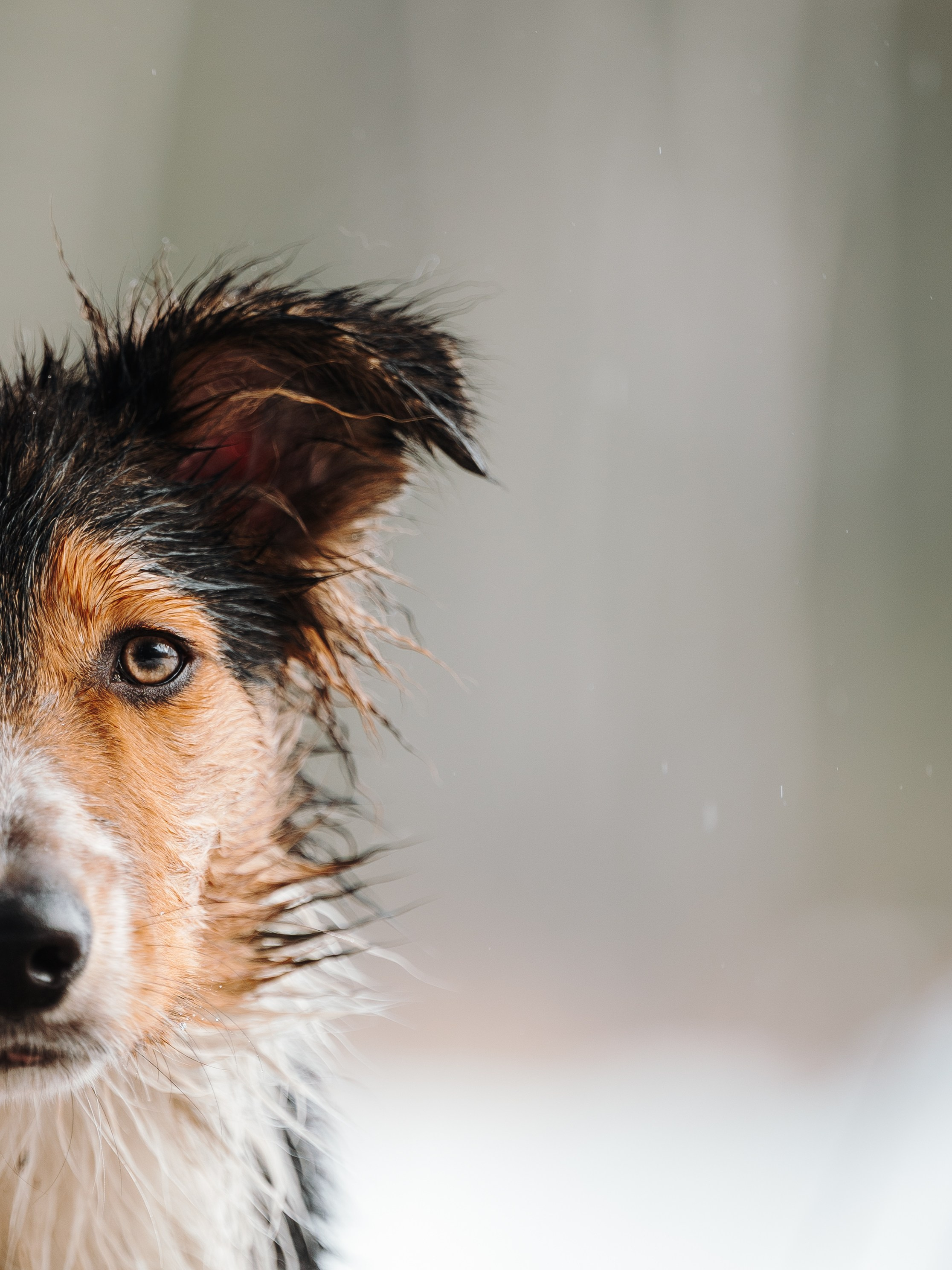 Саша, Эсприт и Флик. Семейный фотограф анималист Ананьева Мария — Москва