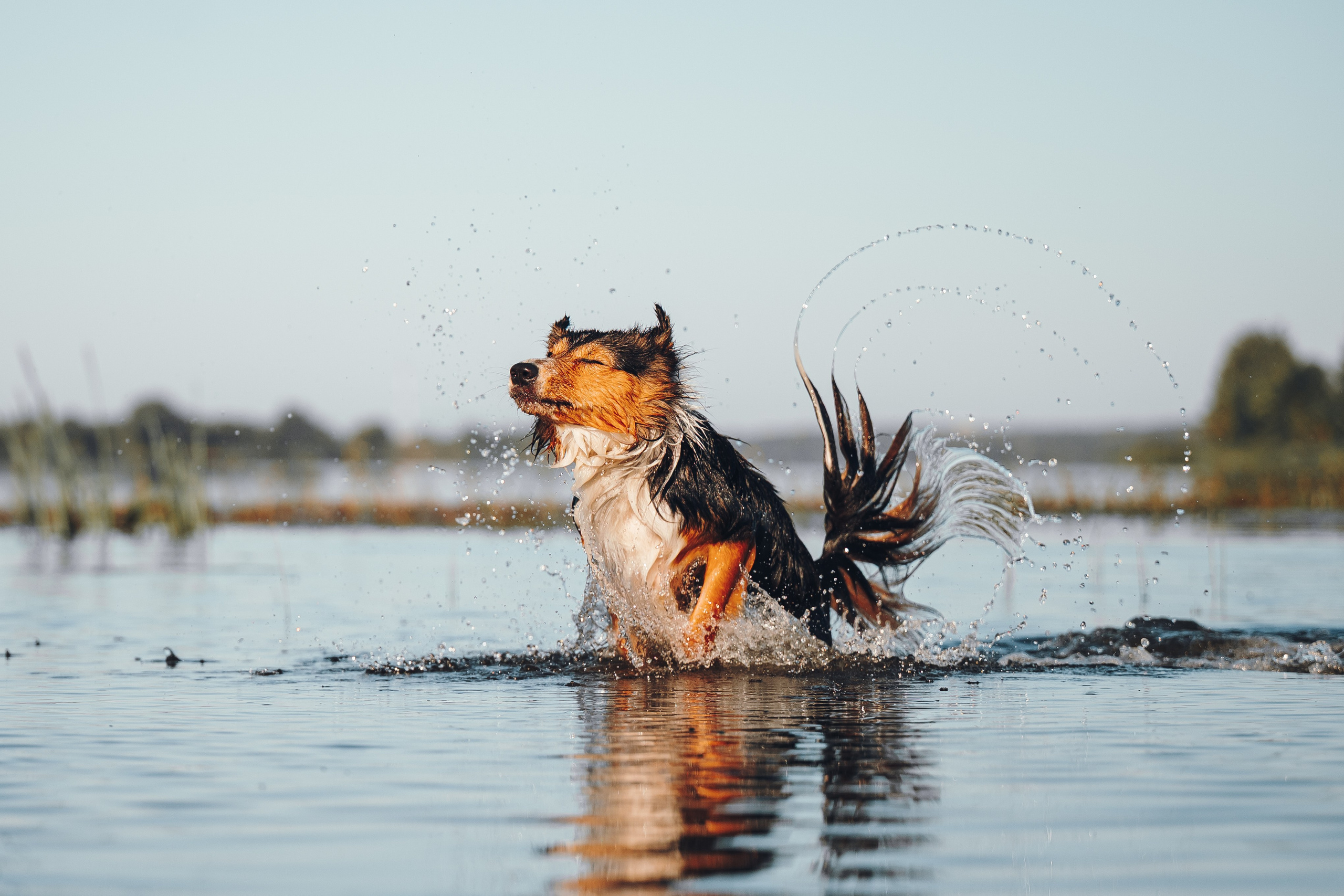 Саша, Флик и Эсприт. Семейный фотограф анималист Ананьева Мария — Москва