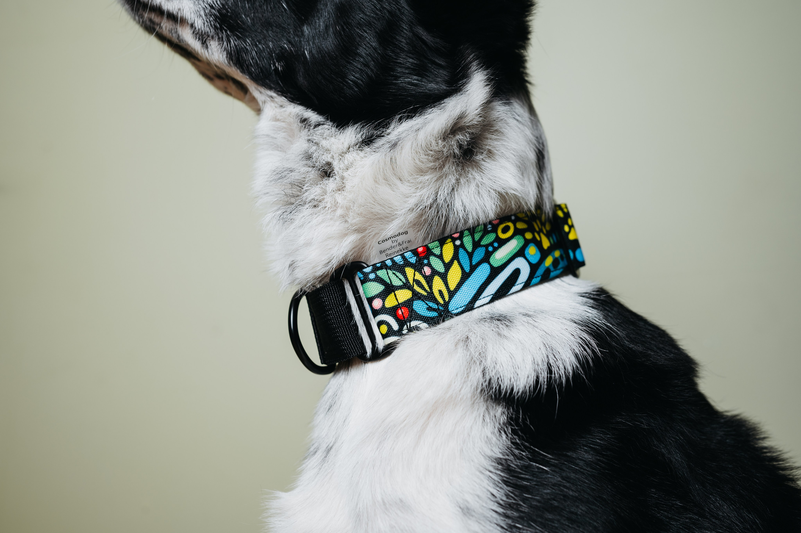 Cosmodog. Амуниция. Семейный фотограф анималист Ананьева Мария — Москва