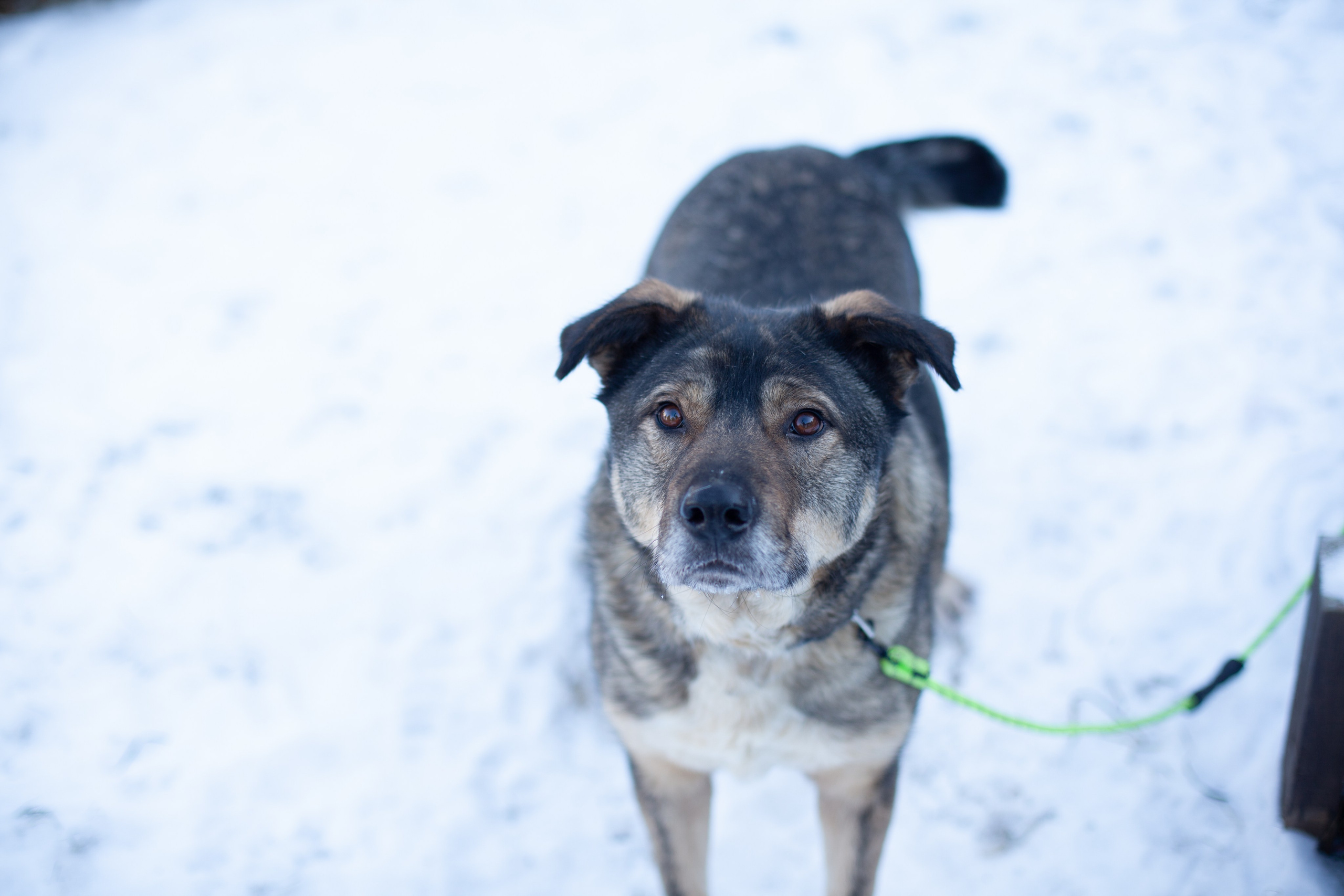 Фотосессии животных. Детский фотограф, фотограф-анималист