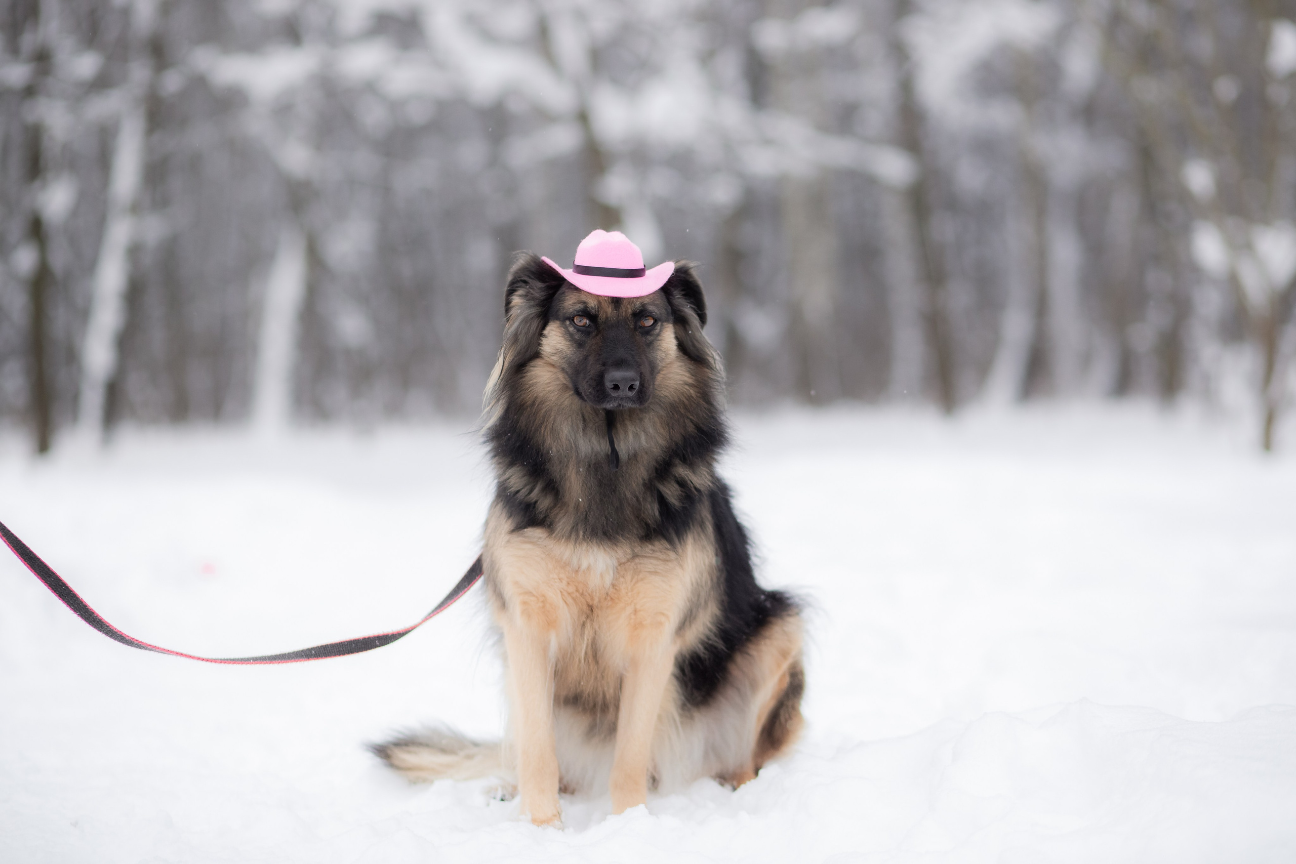 Фотосессии животных. Детский фотограф, фотограф-анималист